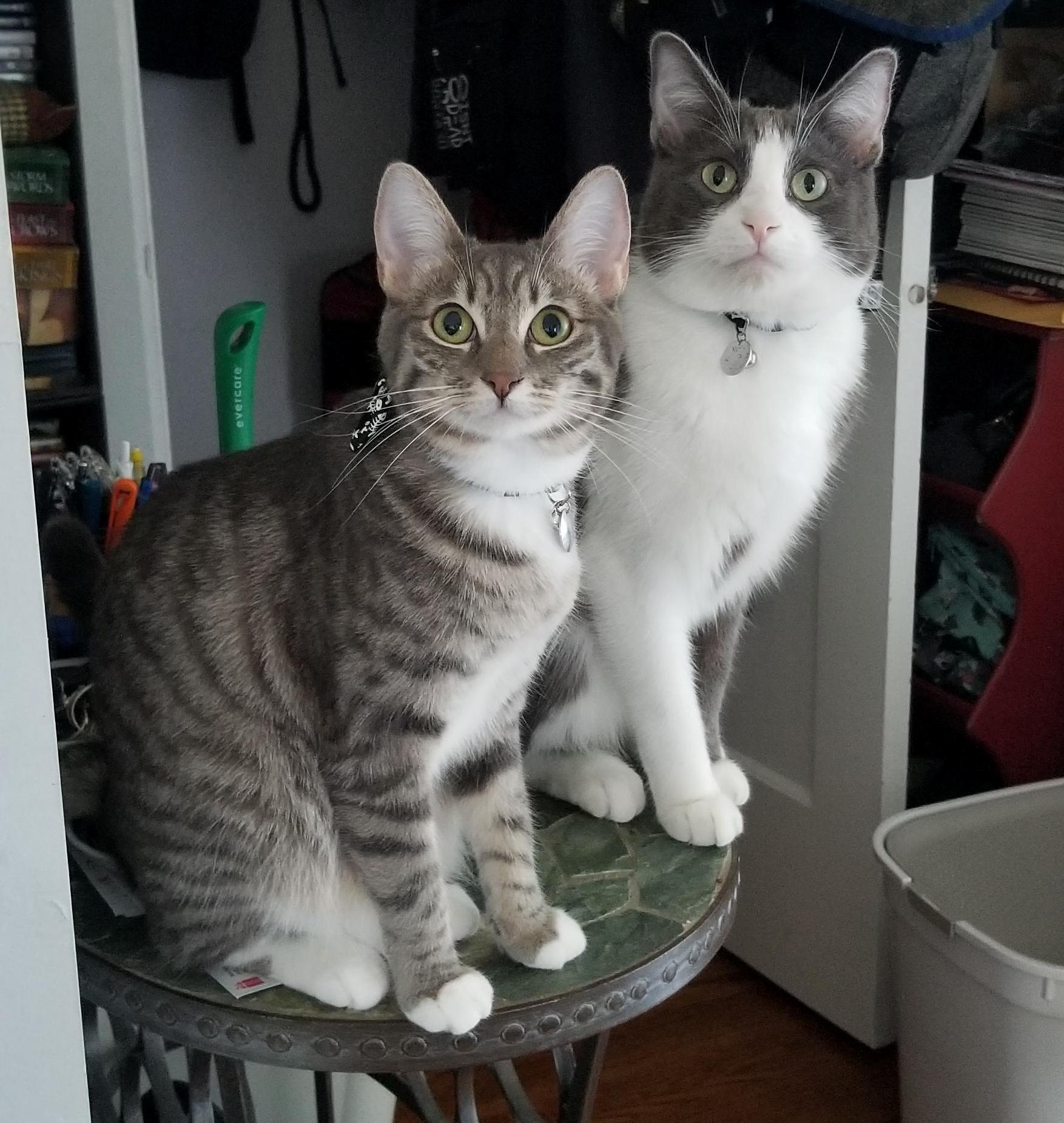 The Two Youngest... Up to Absolutely No Good.