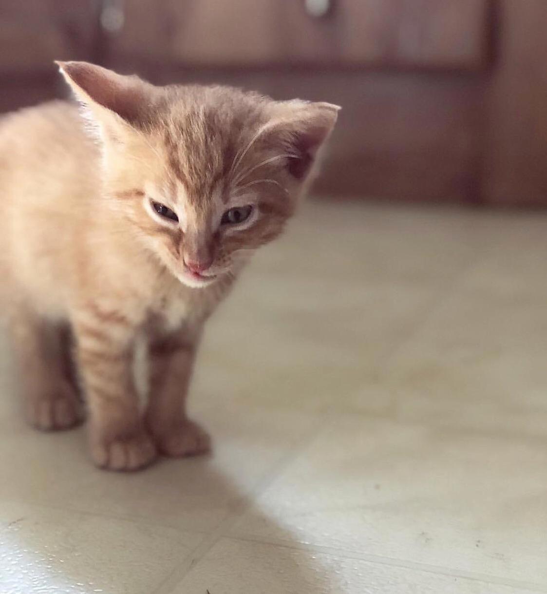 This Fiesty Boy Is 6 Weeks Old Today!