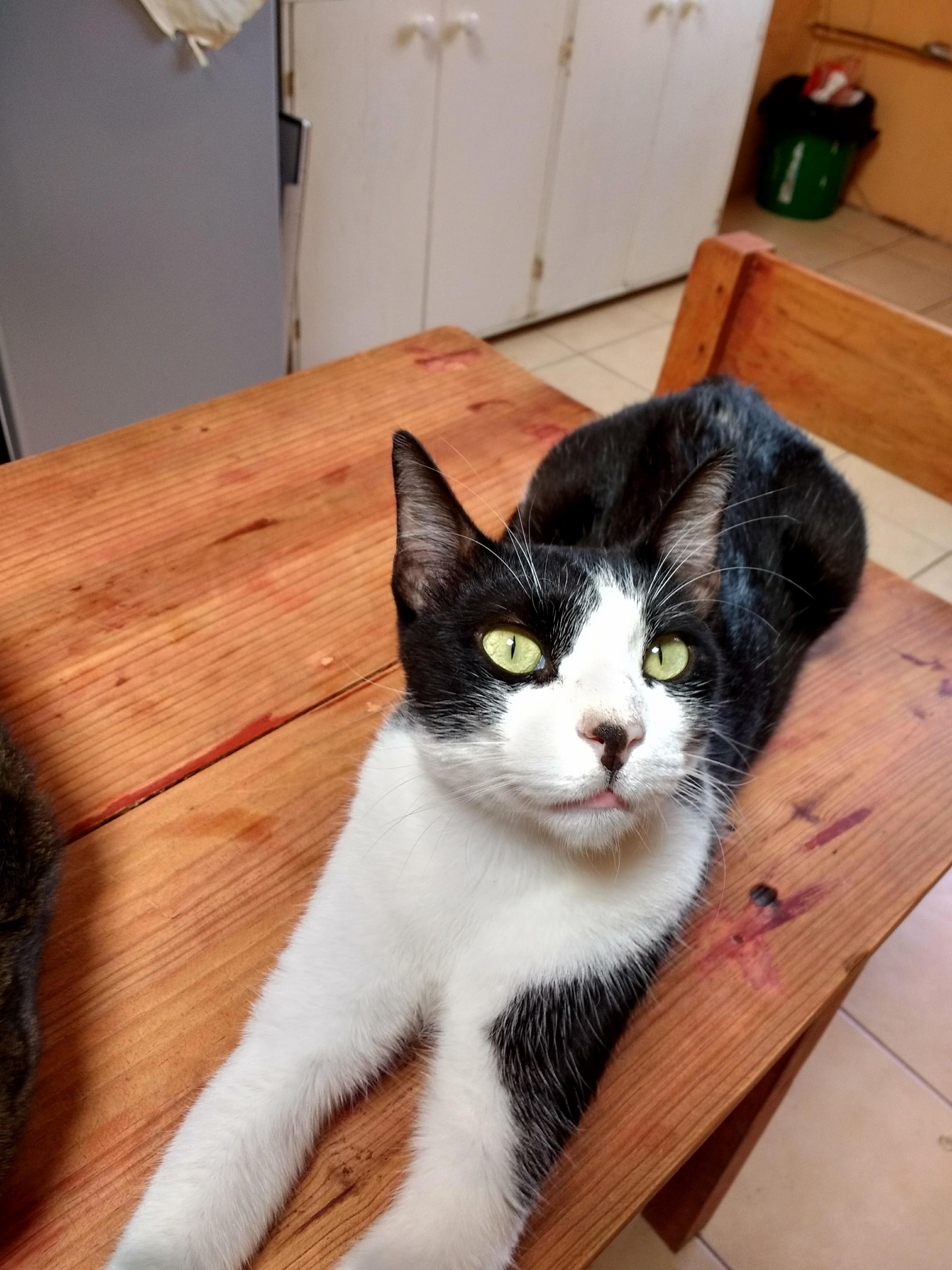 This Guy Is Moyo, Another Cat in the Family. I Rescued Him When He Was a 1 Month Baby in the Rain. Anyone Knows What Kind of Breed He Is