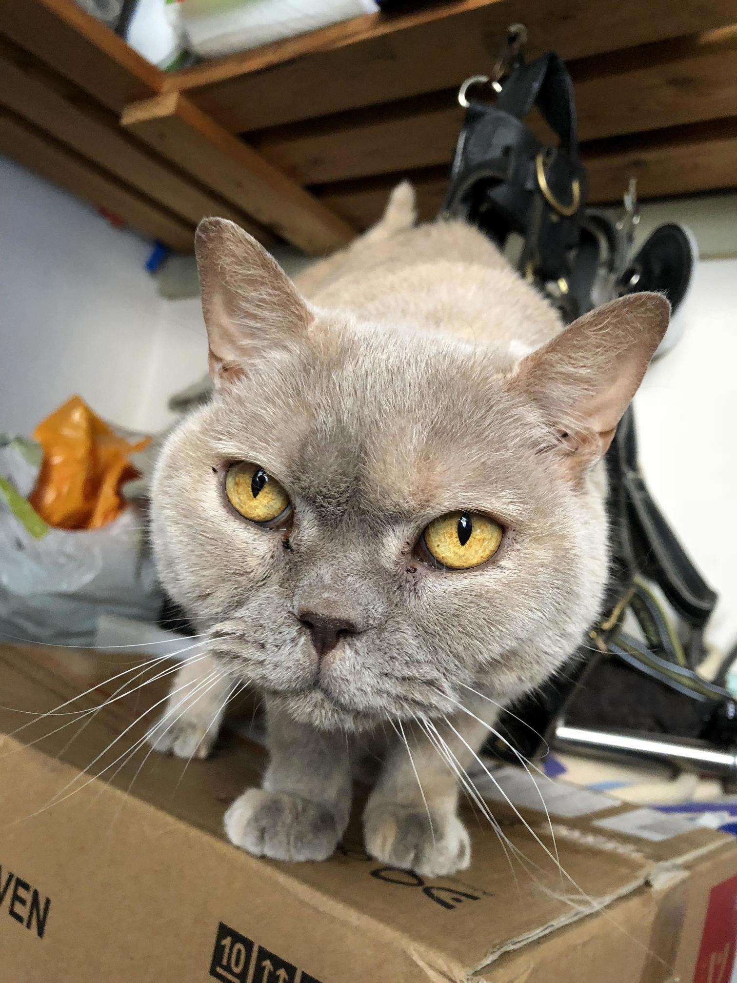 This Is Fez, Who I Met Earlier. She Lives in a House with Three Dogs; Shes Not Overly Cool with It