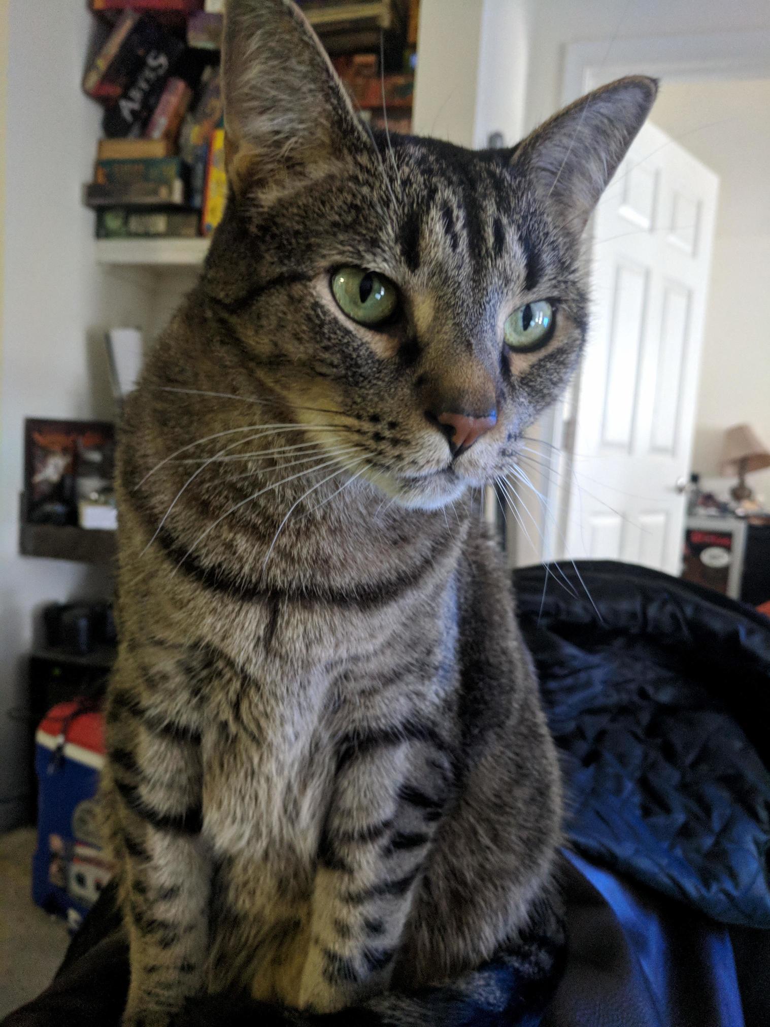 This Is Fizzgig, and Hes My Handsome Boy...when He Doesnt Have Demons.