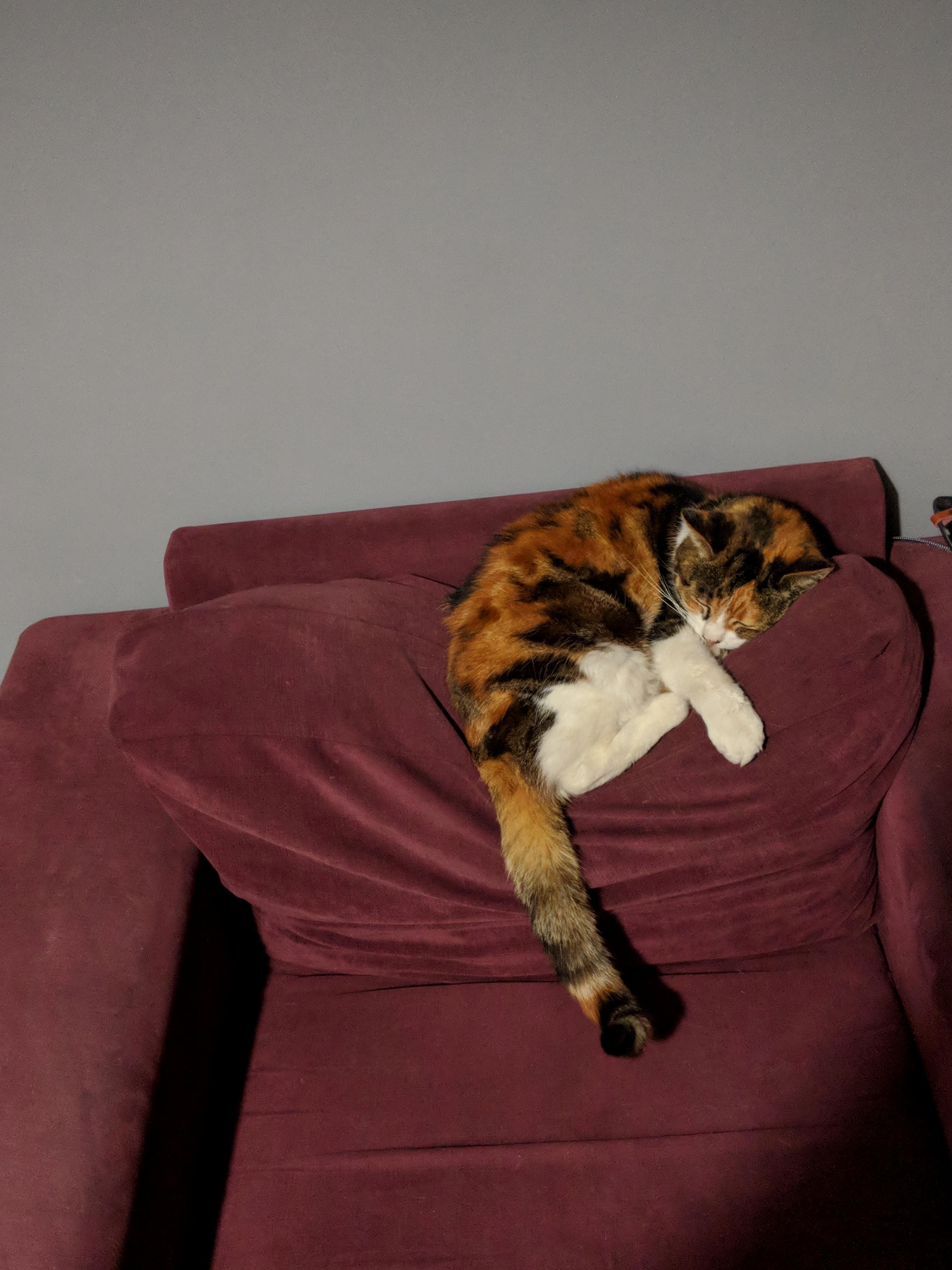 This Is How My 17 Year Old Turtus Shell Pusspuss Loves to Sleep Each Night
