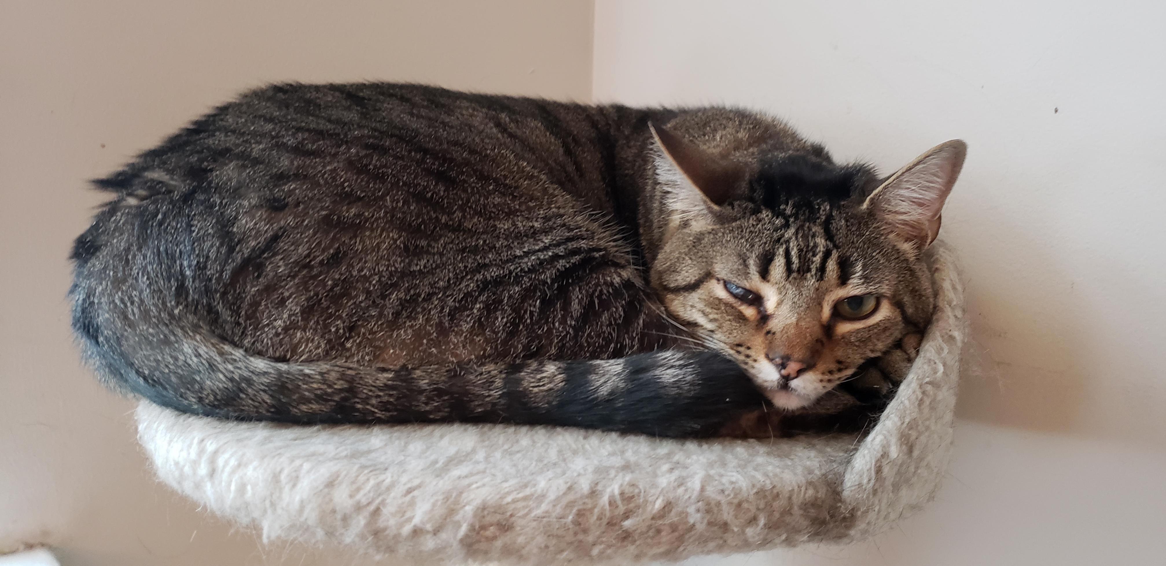 This Is Jakes Resting Annoyed Face
