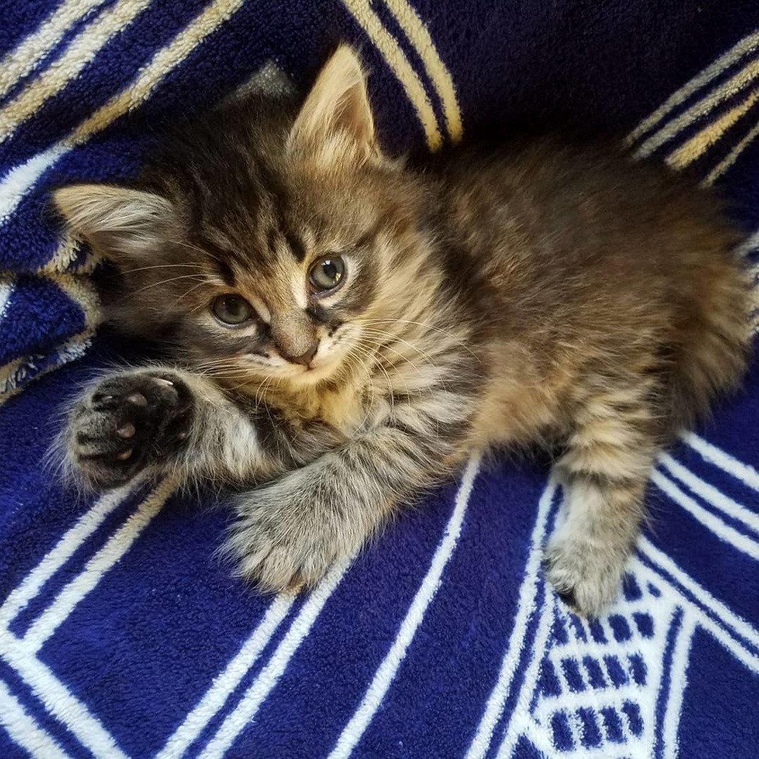 This Is Leeloo, She Knows How Cute She Is!