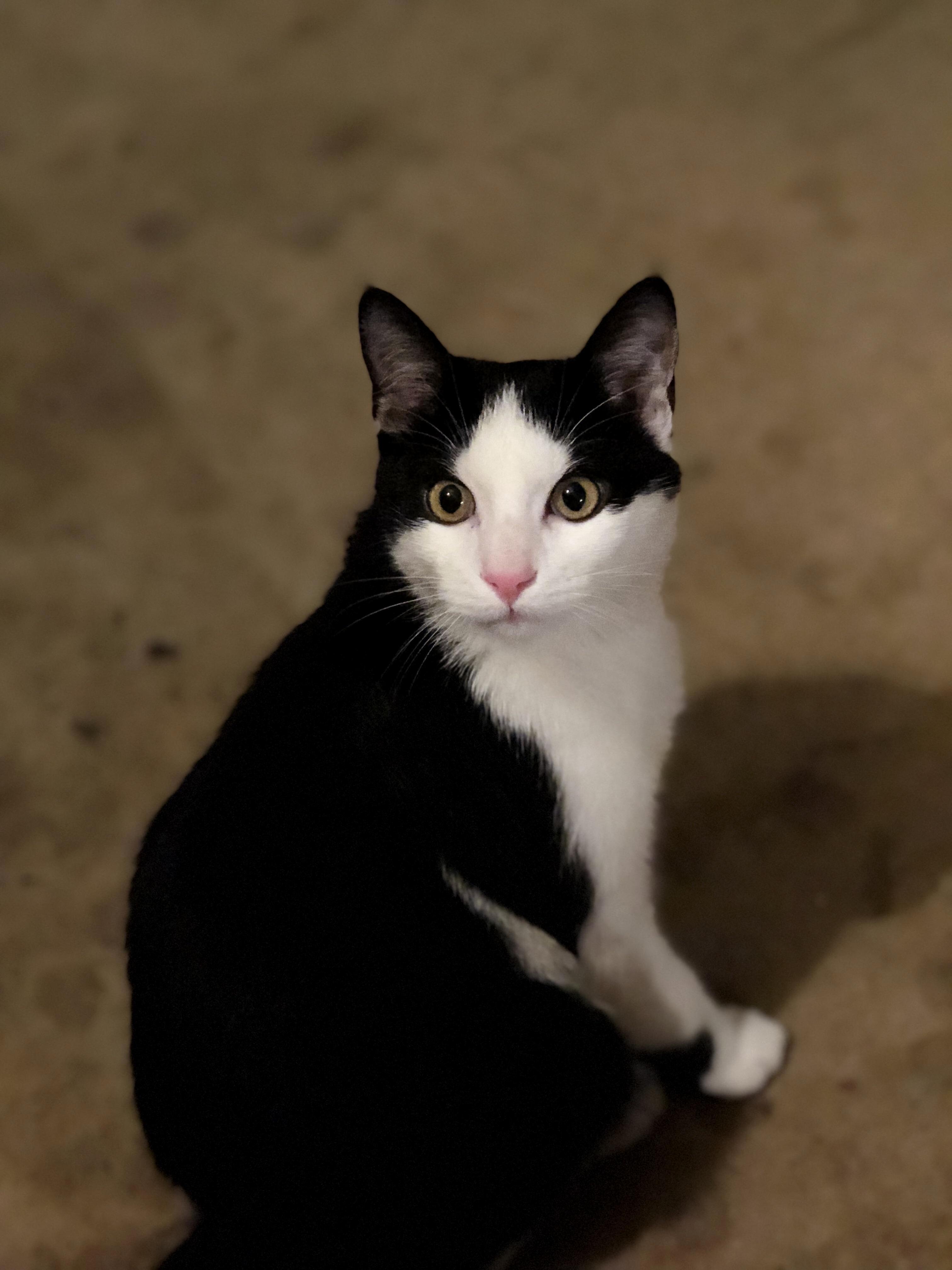 This Is Miyowgi
