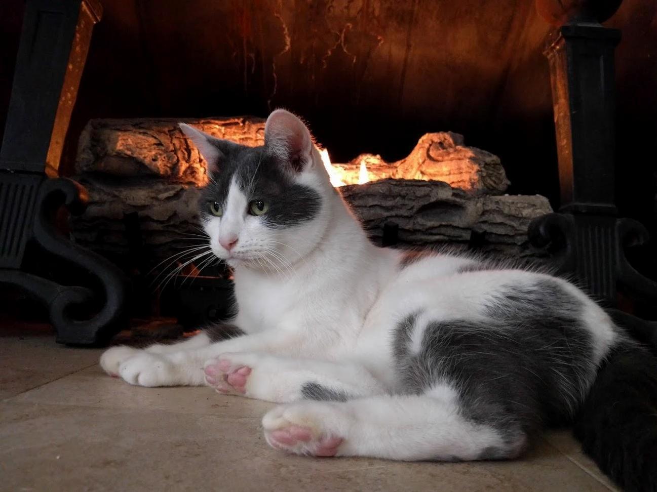 This Is My Beautiful Girl Patches, Who I Had for Almost 10 Years. She Passed Away Sometime During the Day. Love You Always Fuzzy Britches.