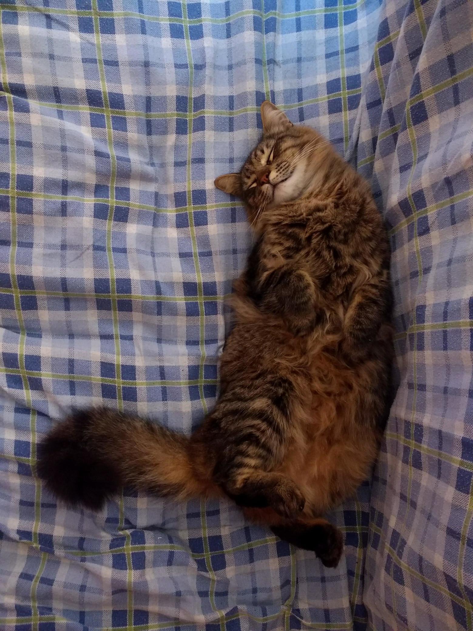 This Is My Bro Akira, Just Sleeping in the Couch... Anyone Know What Breed He Is