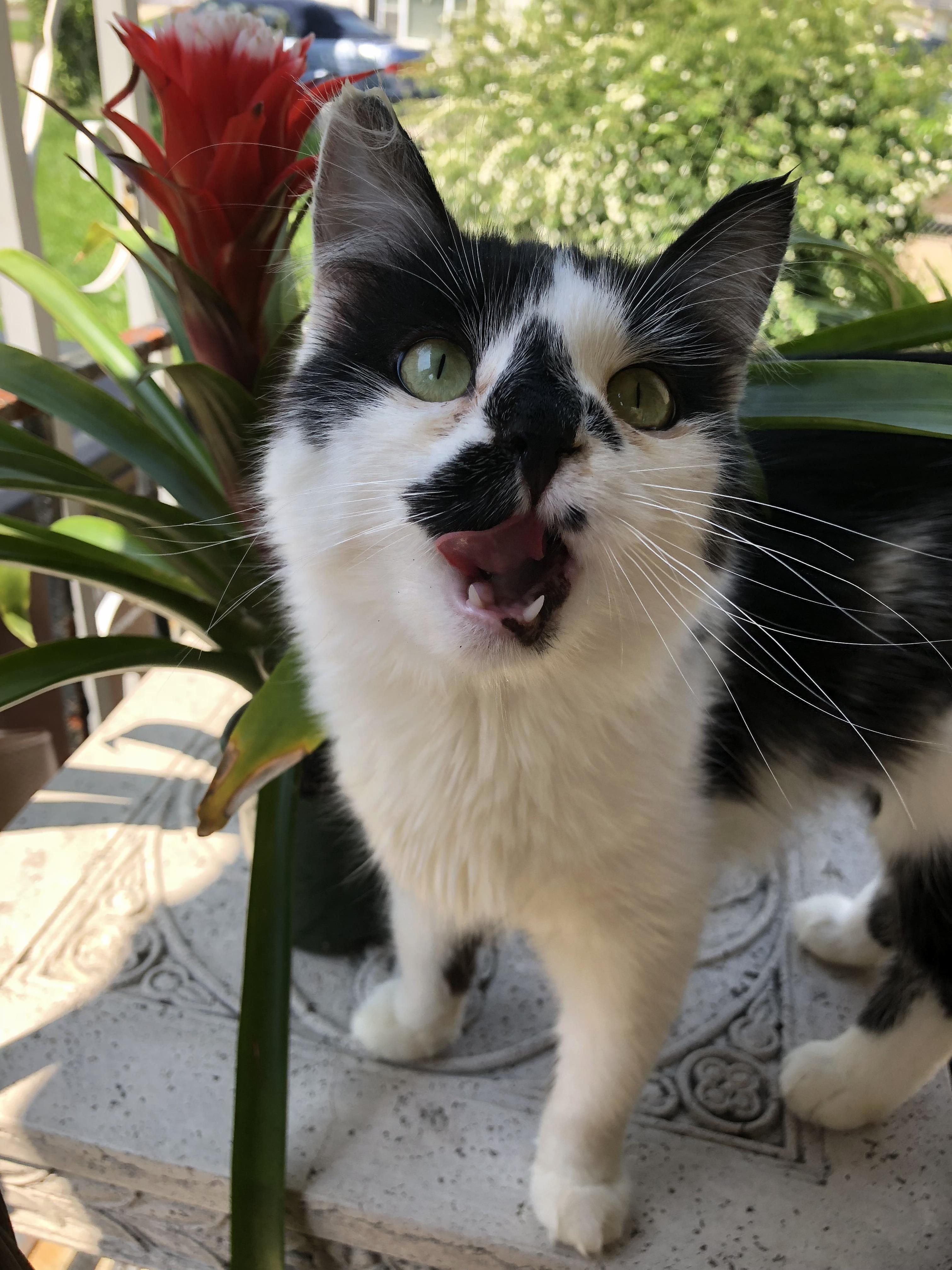 This Is My Newest Kitty Genos, I Already Adore Him