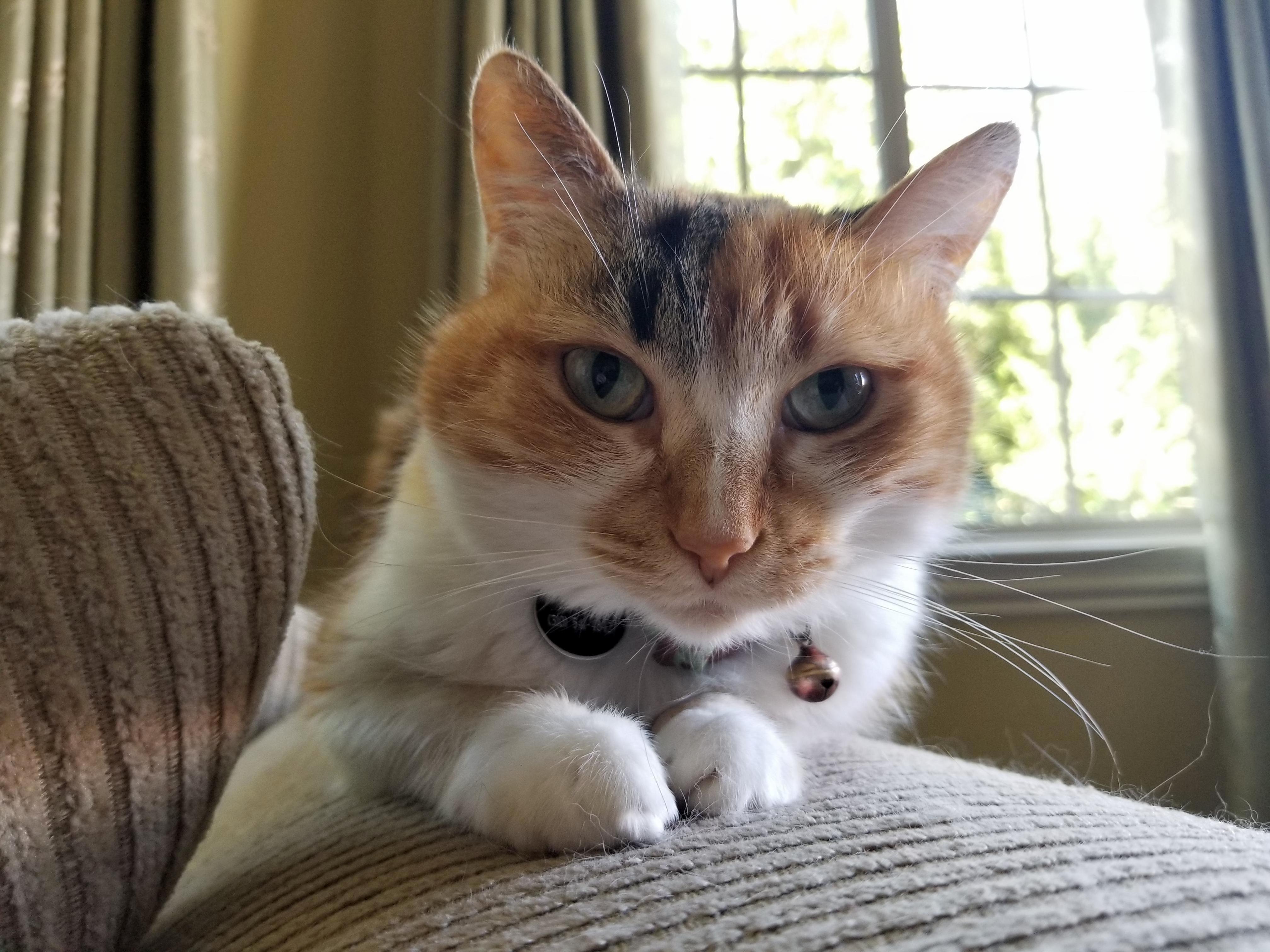 This Is Piper, She Likes Armchairs