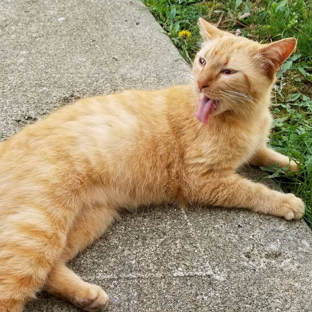 This Is Pudgins. Everyone Is Our Apartment Complex Spoils Her and She Repays Us with Faces Like This.