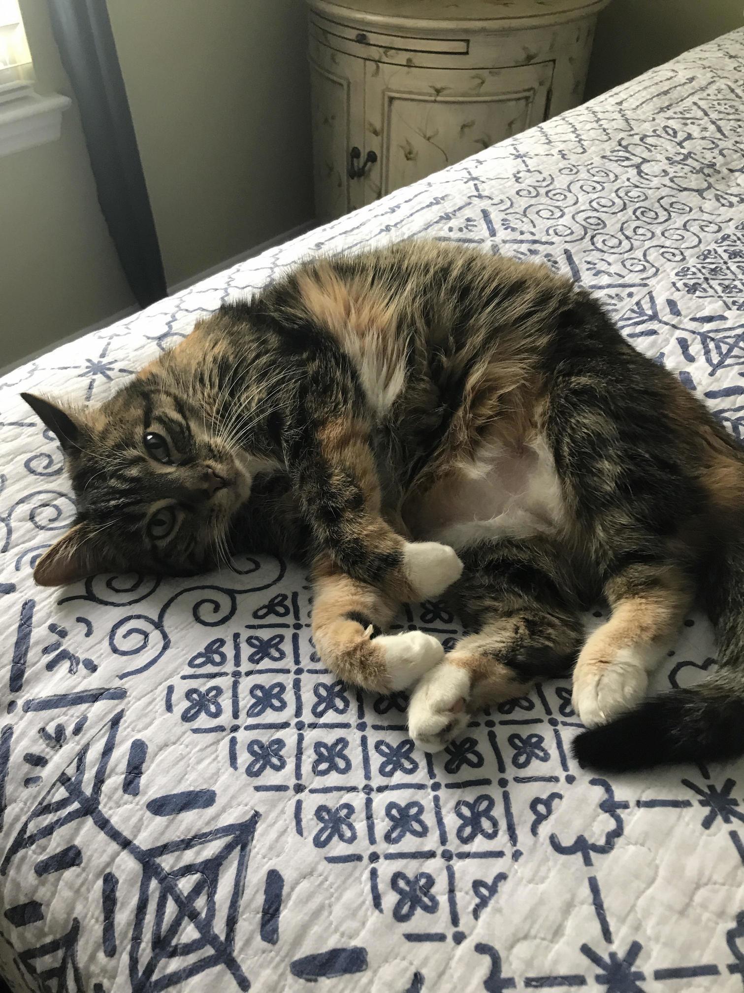 This Is Rylee, Our Fat Scamp.