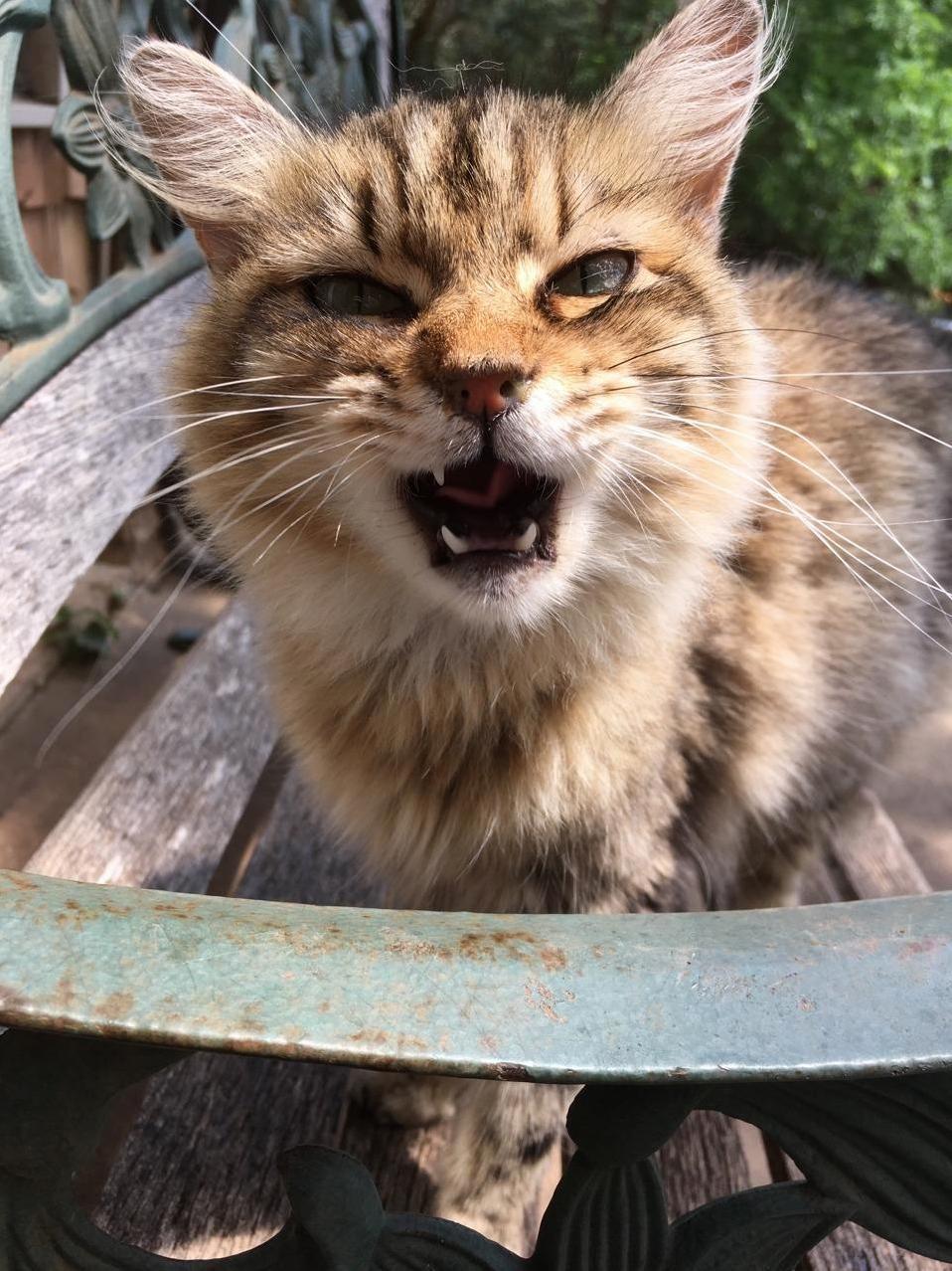 This Is Slant, She Is Completely Deaf, Blind in One Eye, Has a Crooked Neck, and Likes to Scream