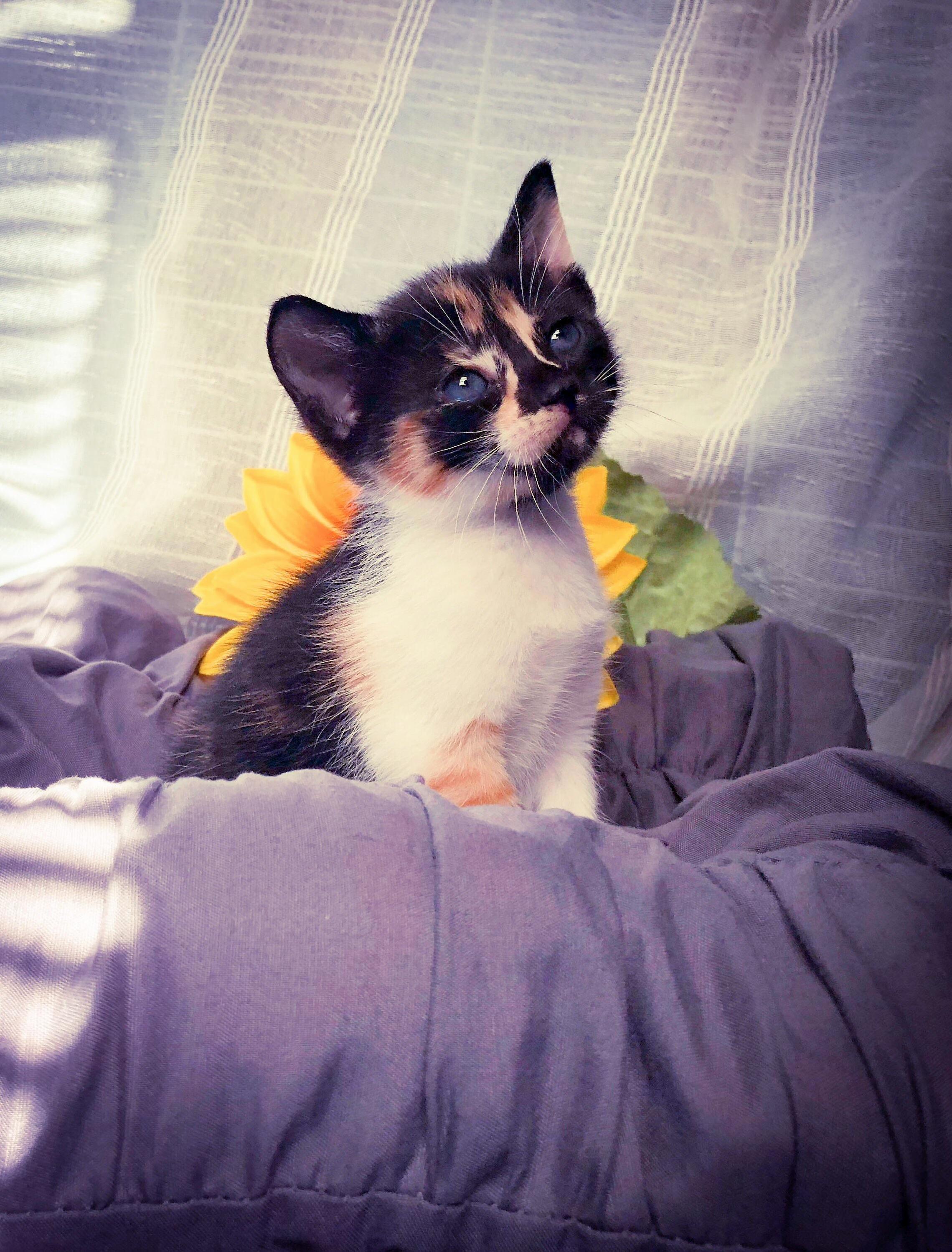 This Is Snick. Shes the Sweetest Kitty That Ever Was.