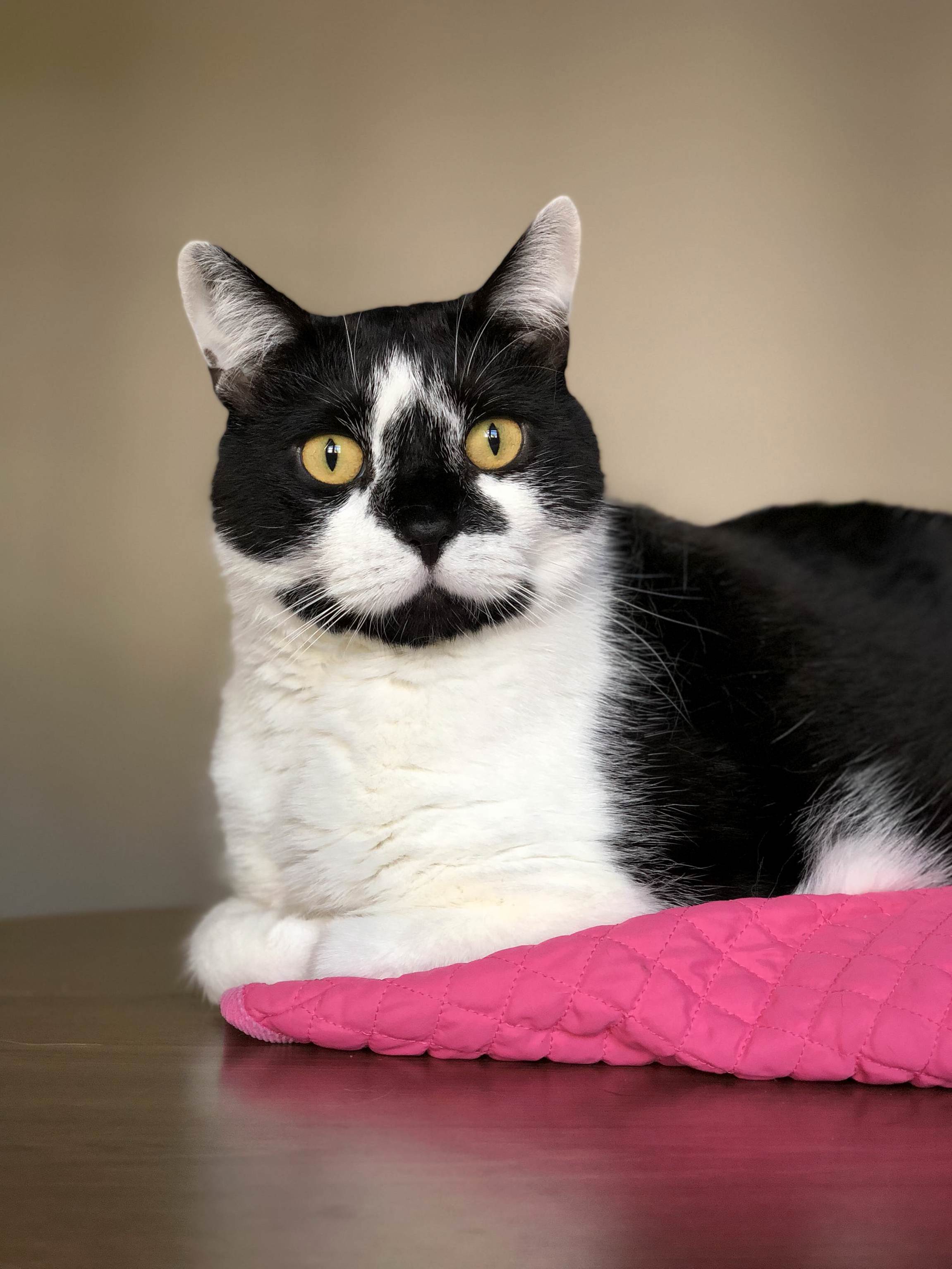 This Is Waffles. Waffles Knows Hes Handsome.