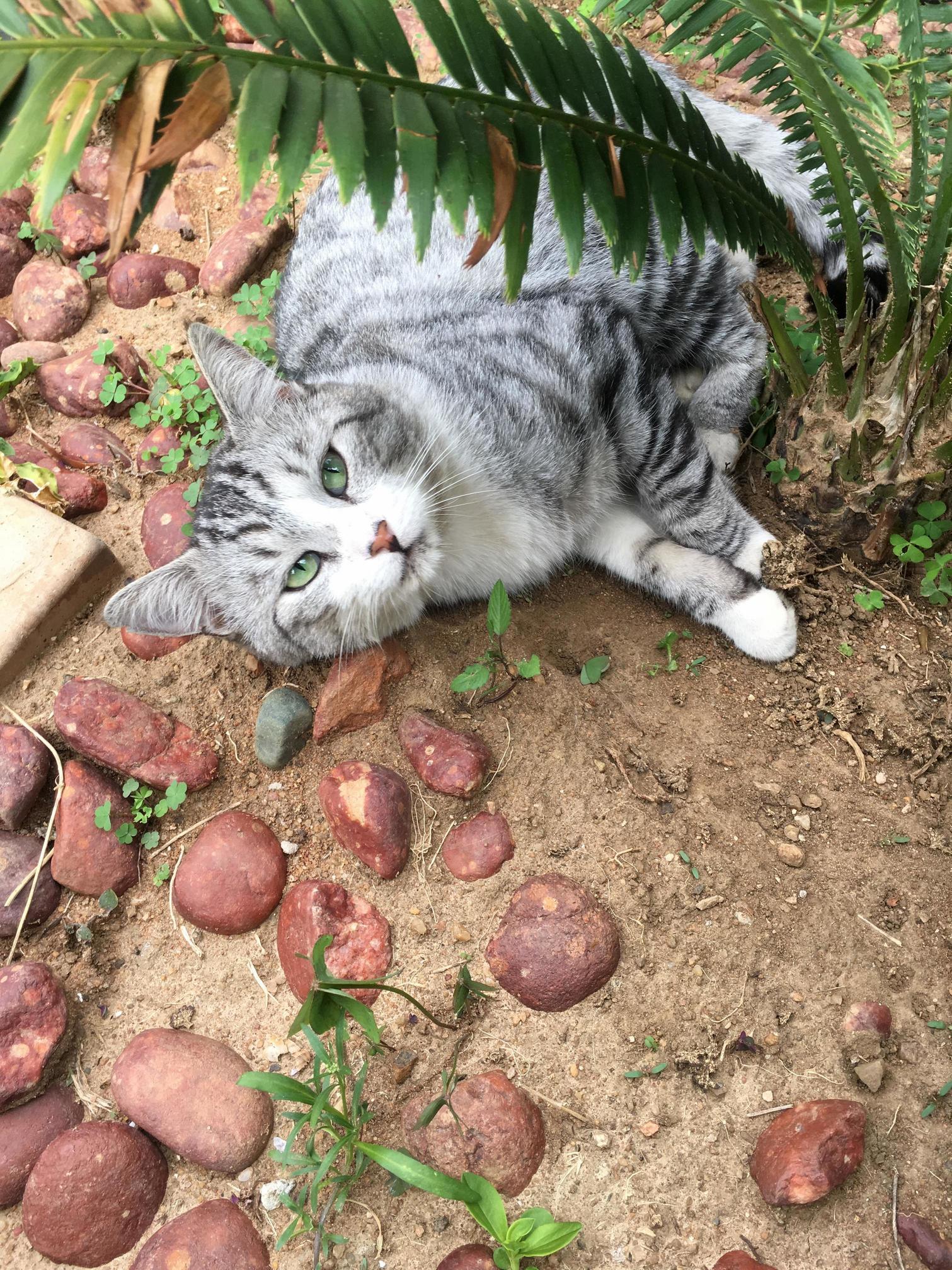 This Isnt Actually My Cat, but Hes Decided to Come and Live in My House. I Call Him Cloud.