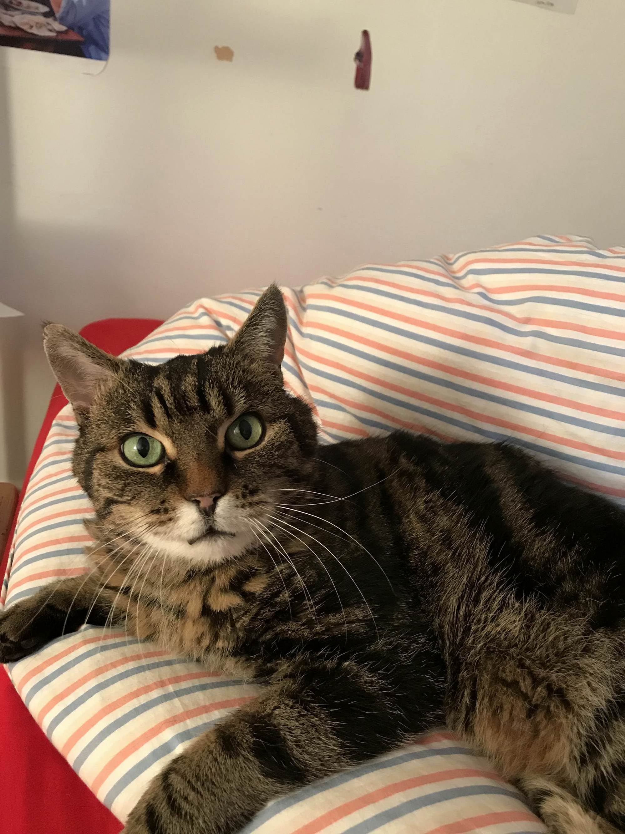This Majestic Boy Has Just Woken Up from a 20hr Nap. 14 Years Old and As Lazy As Ever.