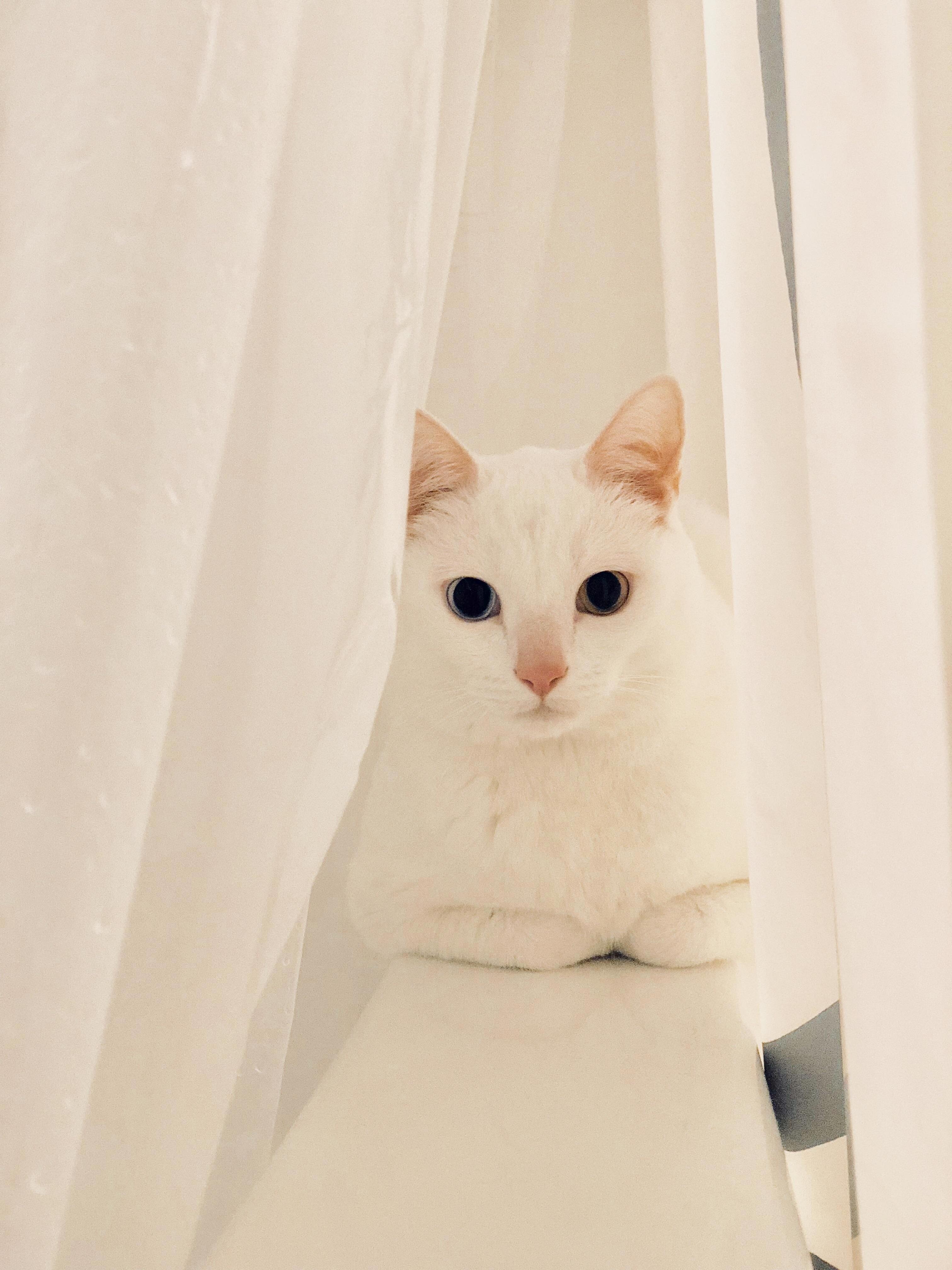 This Sneaky Boy Loves to Chew on Our Shower Liners
