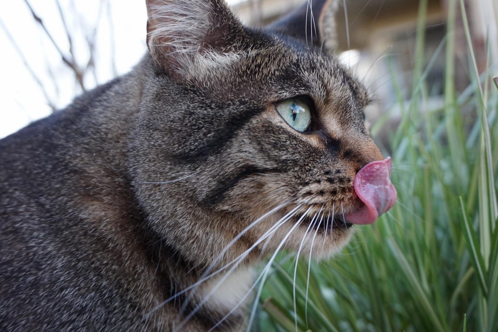 Thunder and His Mlem