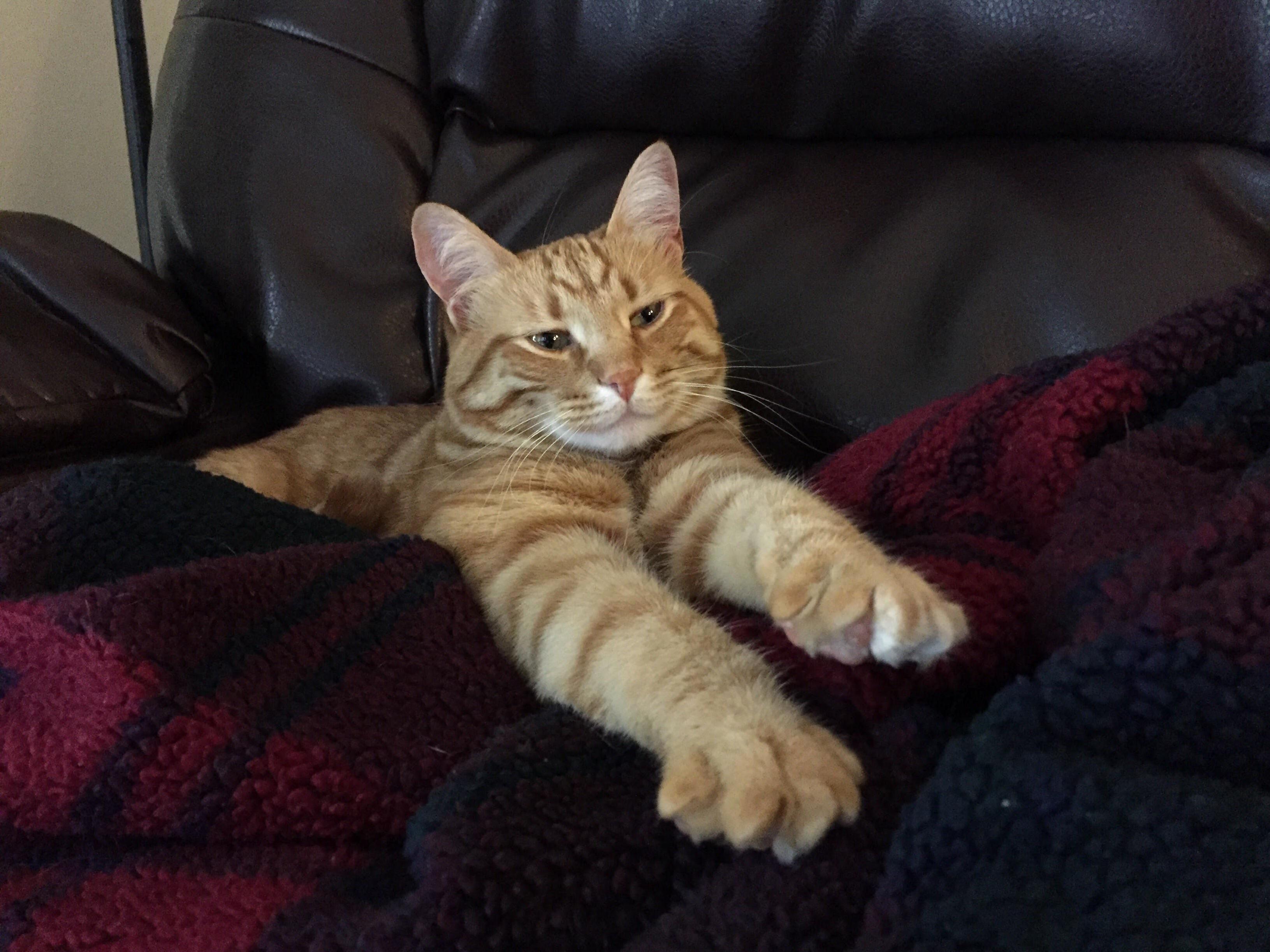 Tiny Cheese Is Ready for Some Catflix & Snuggs
