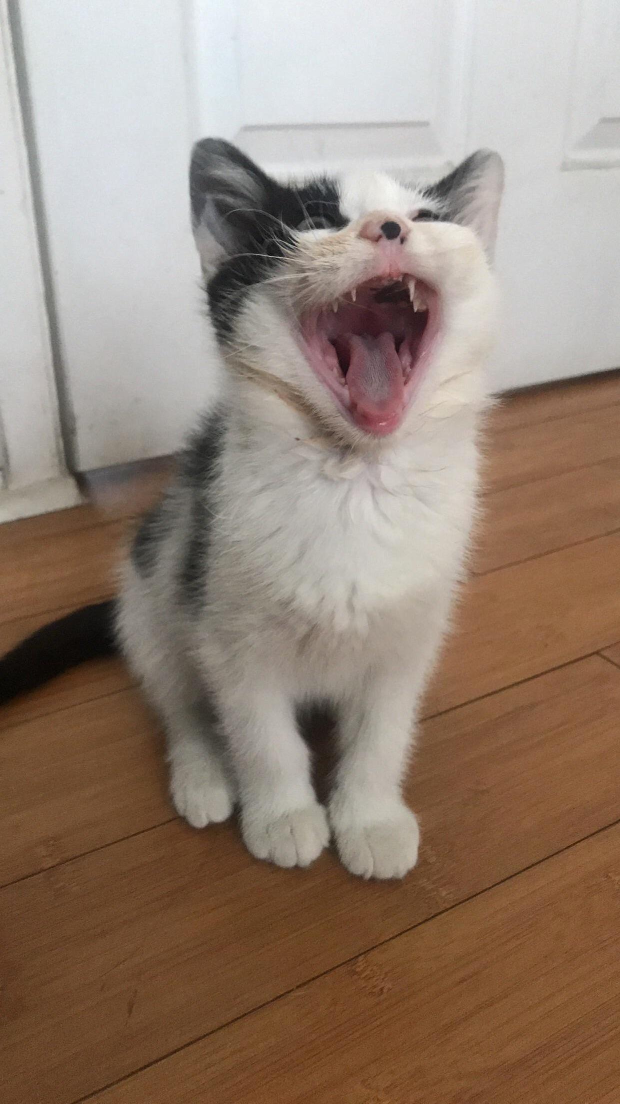 Tiny Yawn