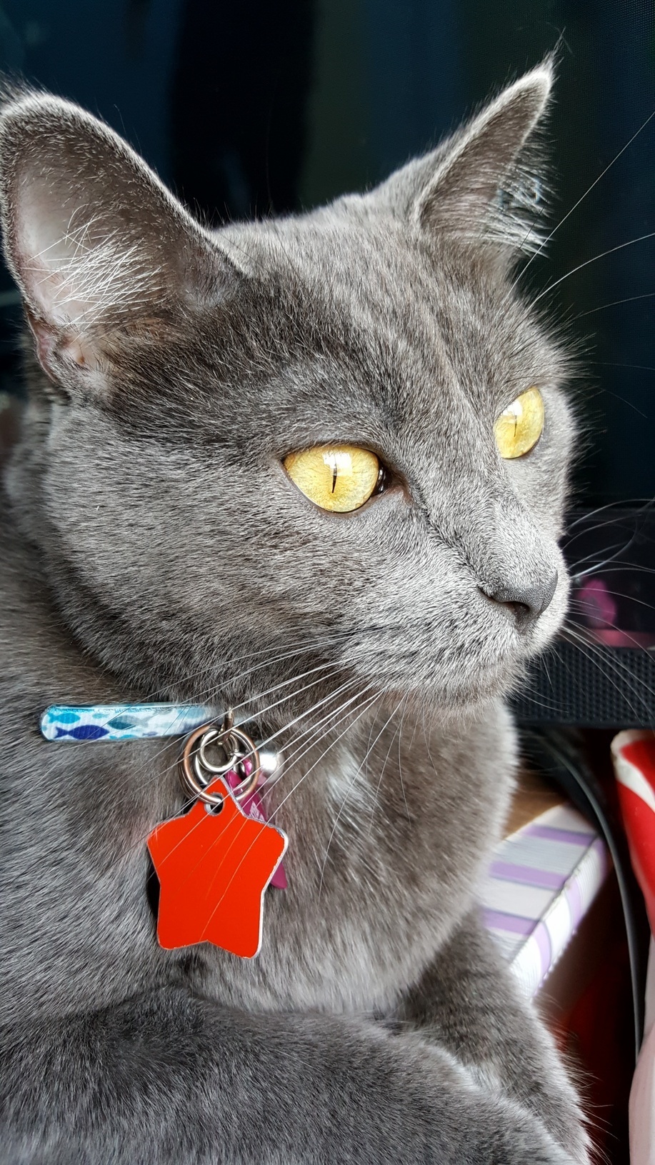 Today Is My Cats 2nd Birthday!