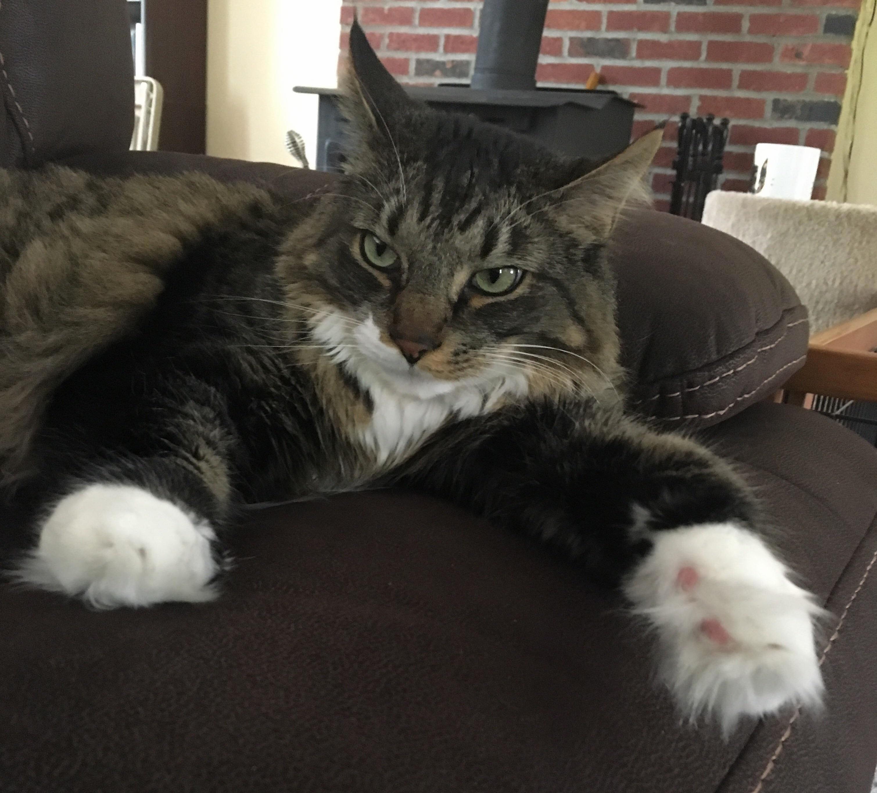 Toe Fluff Gets Me Every Time.
