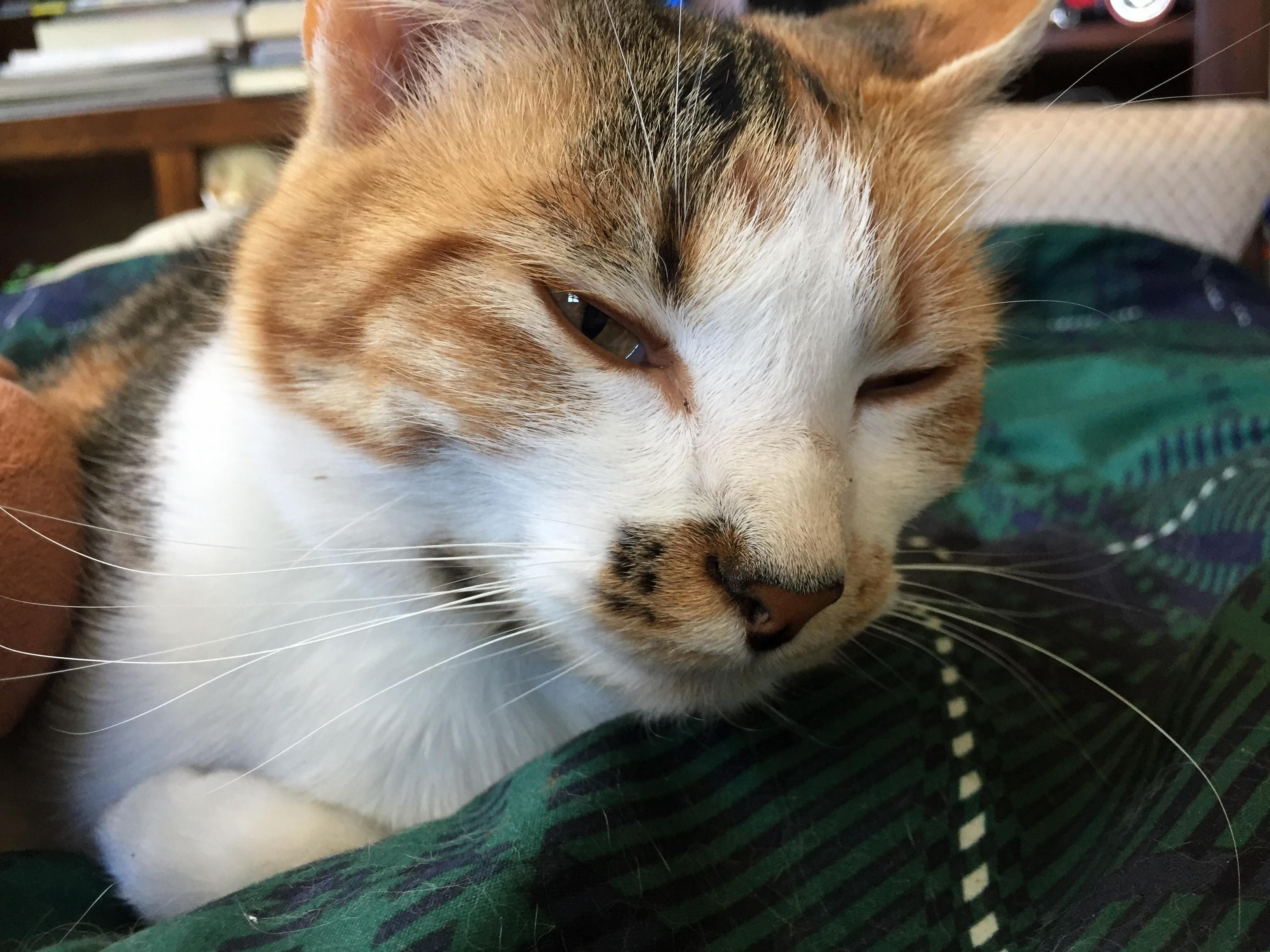 Toffee Waking Up from a Nap.