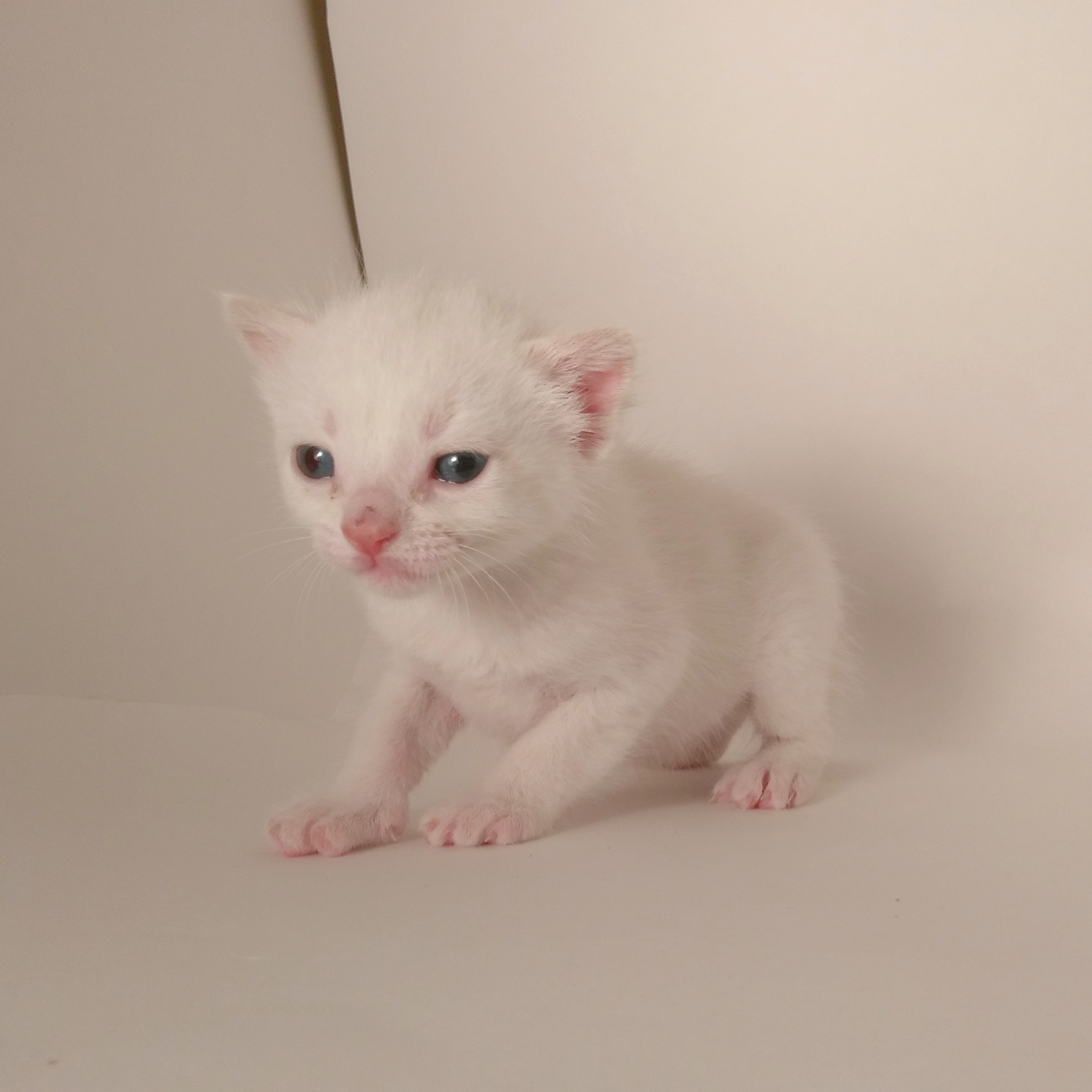 Tofu Keeps Growing 3 3 Weeks Now!