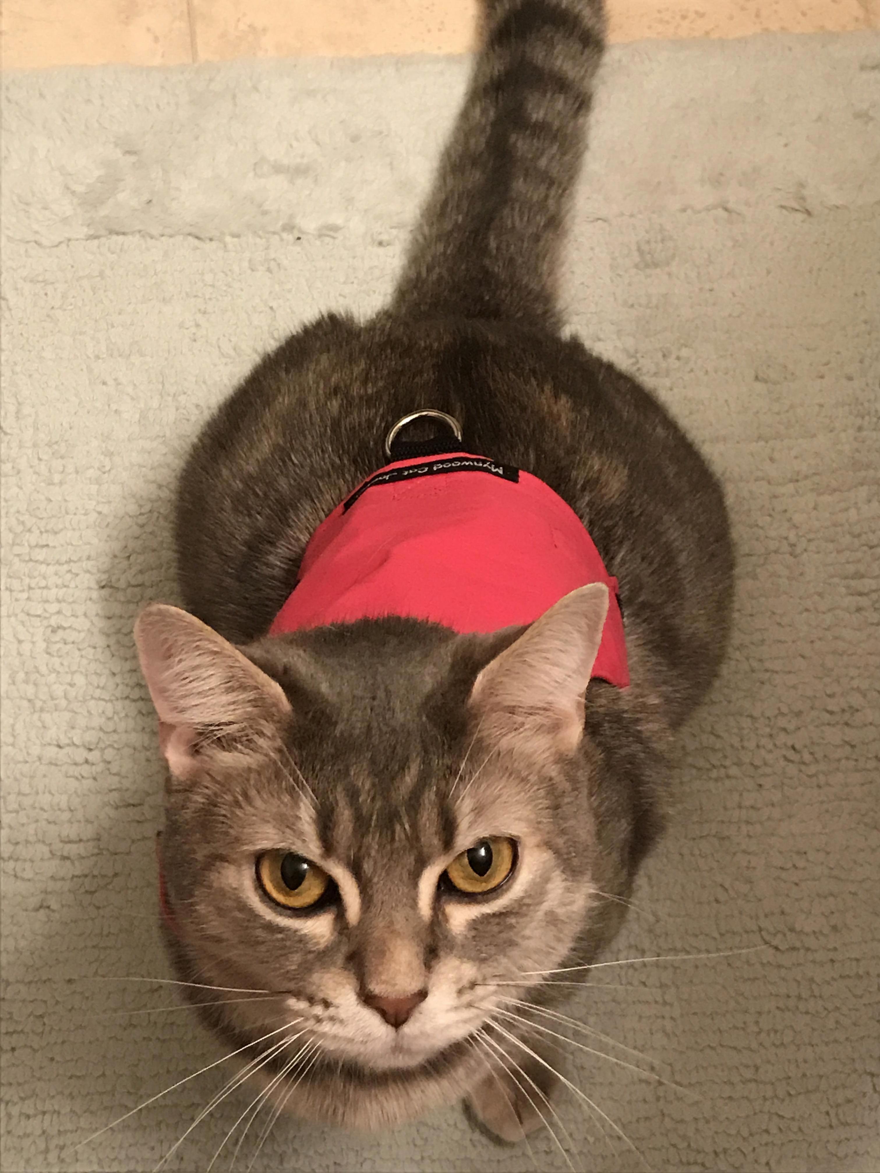 Trying on Her New Harness and Looking Fabulous!