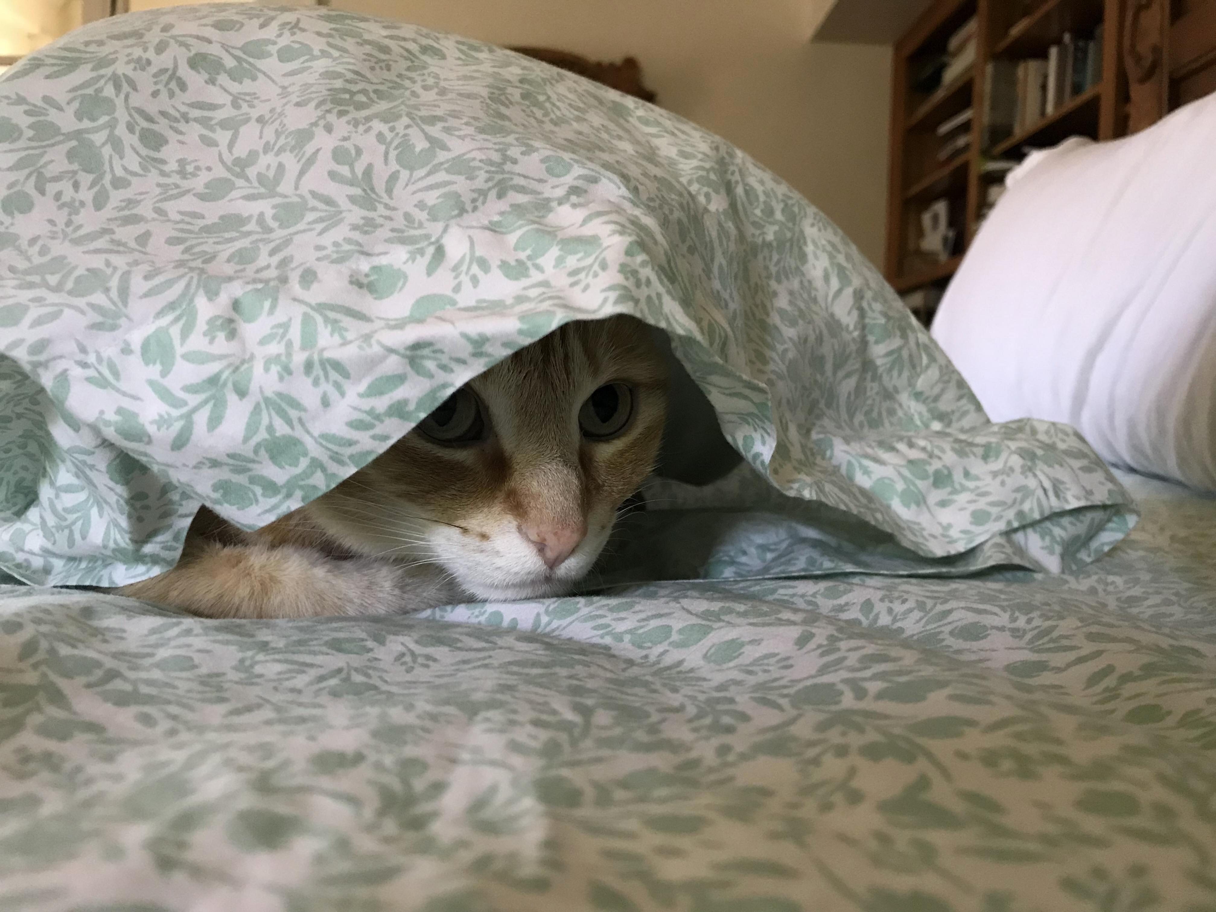 Tucked Himself Inside a Pillowcase