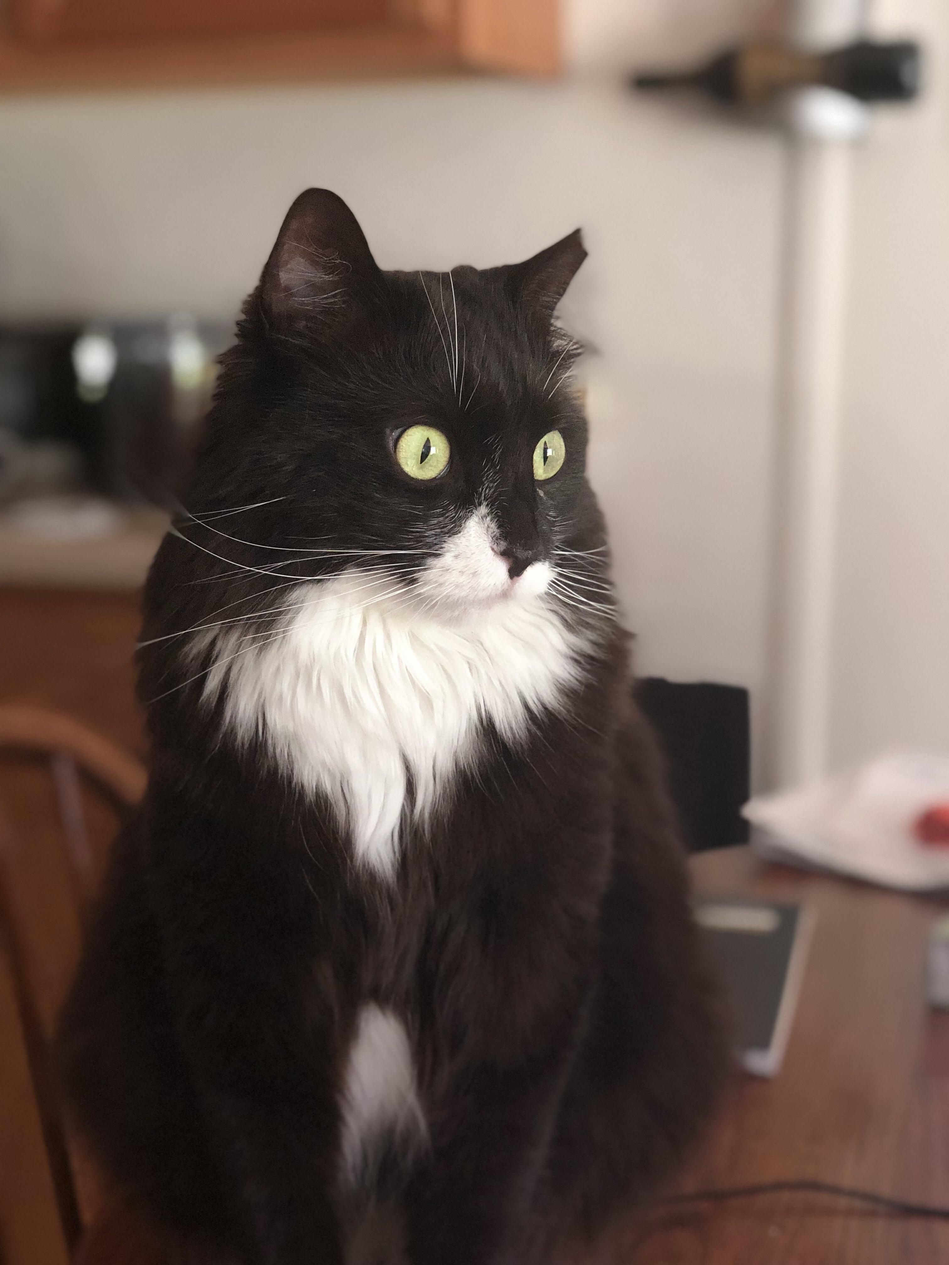 Vincent Watching the Birds