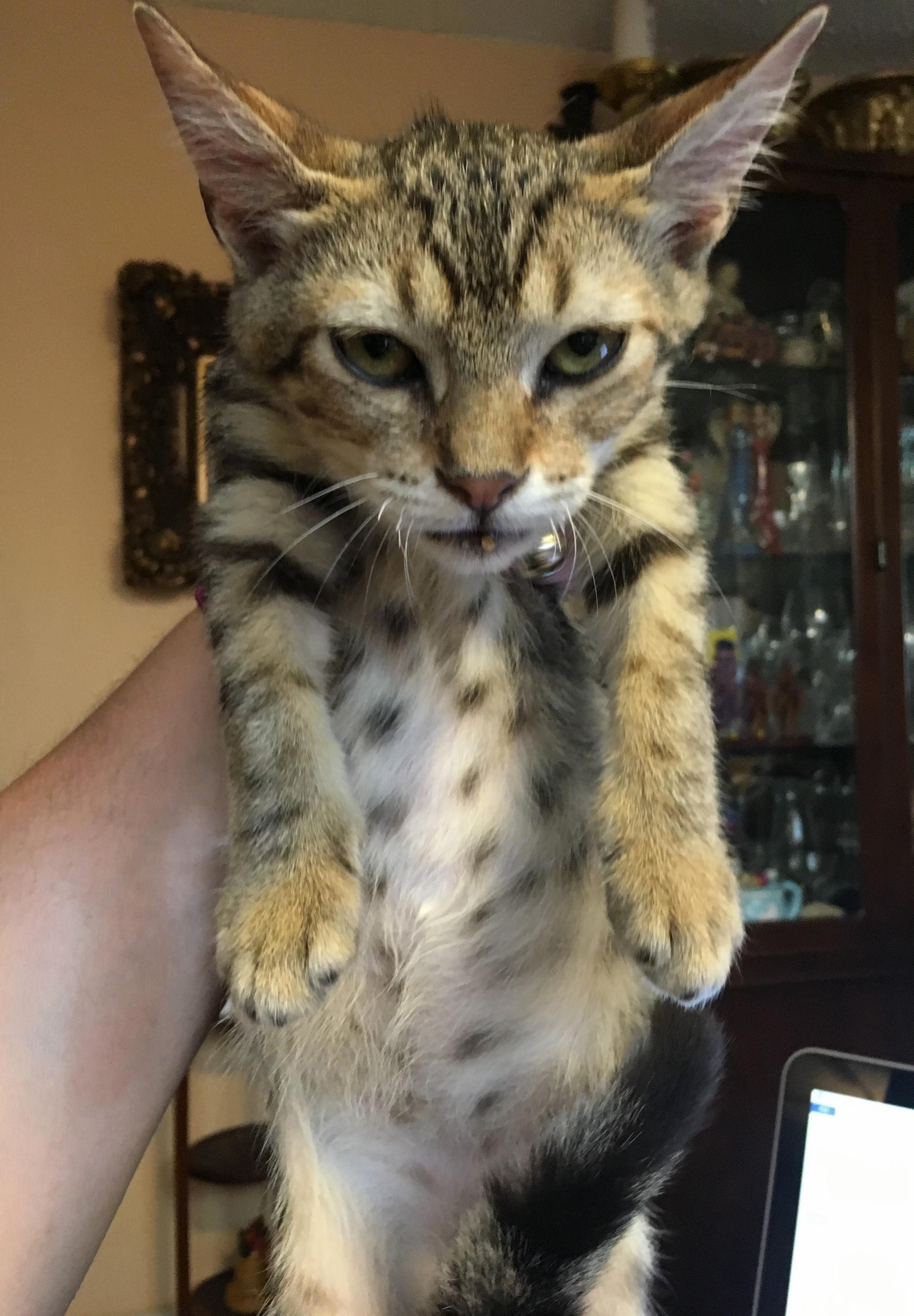 Was Putting Kitten on Lap When I Noticed the Look
