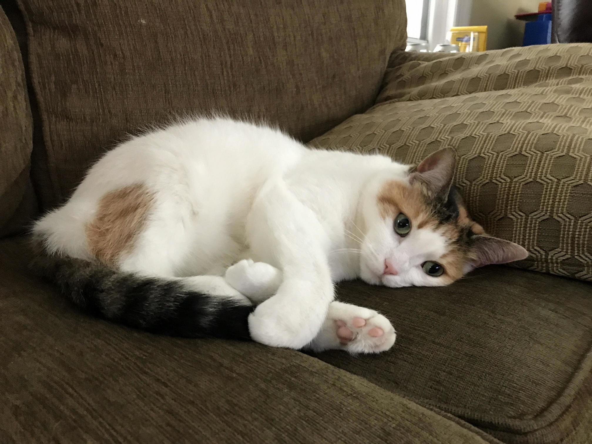 We Had to Let Our Beloved Maggie Go Yesterday. We Had One Good Month After Finding Out About Her Inoperable Tumor. She Was Loved and Is at Peace Now.