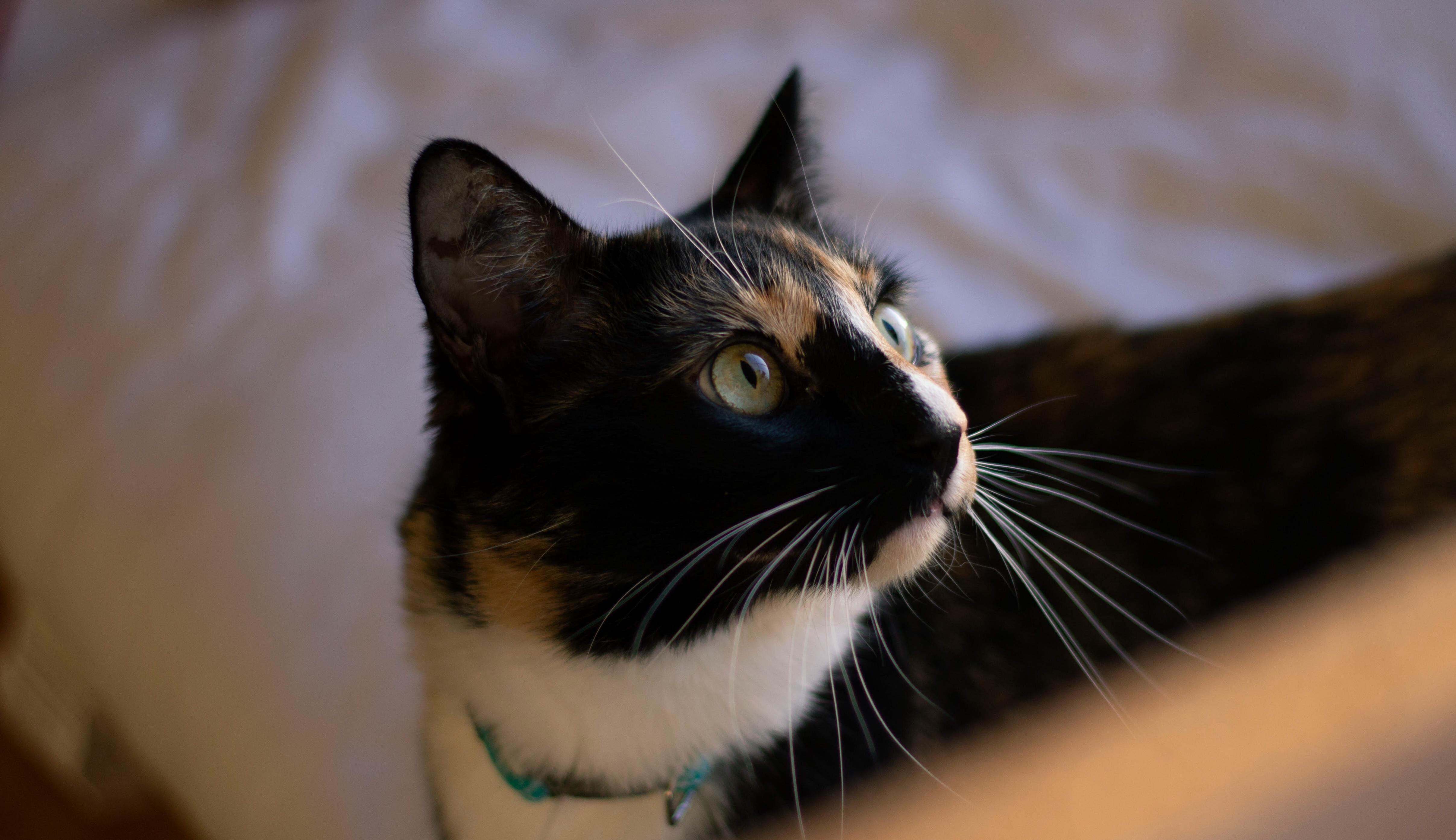Weve Had a Large Amount of Swallows Nesting by Our Front Window, Penelope Has Spent Numerous Hours Watching Them and Chattering Away!