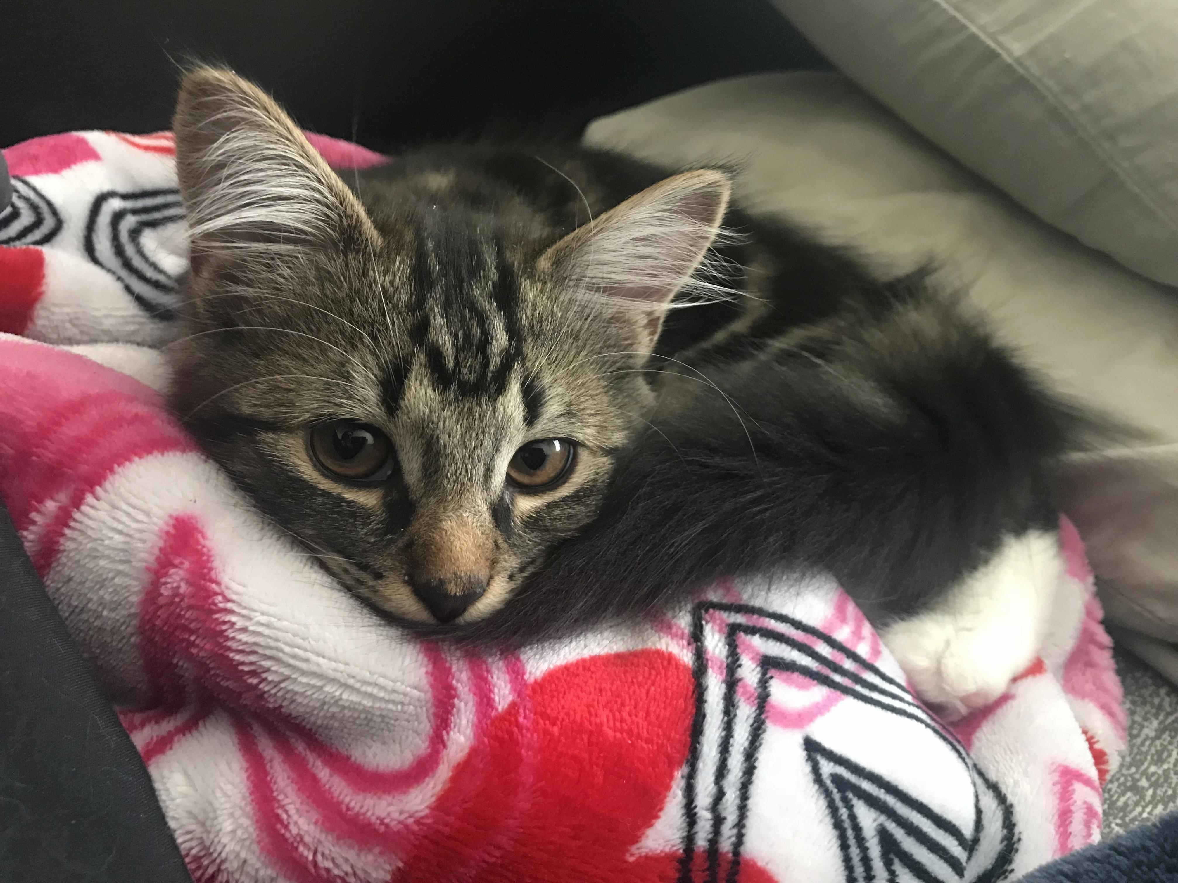 Weve Had Her 22 Days Now and I Still Cant Get Over How Cute She Is.