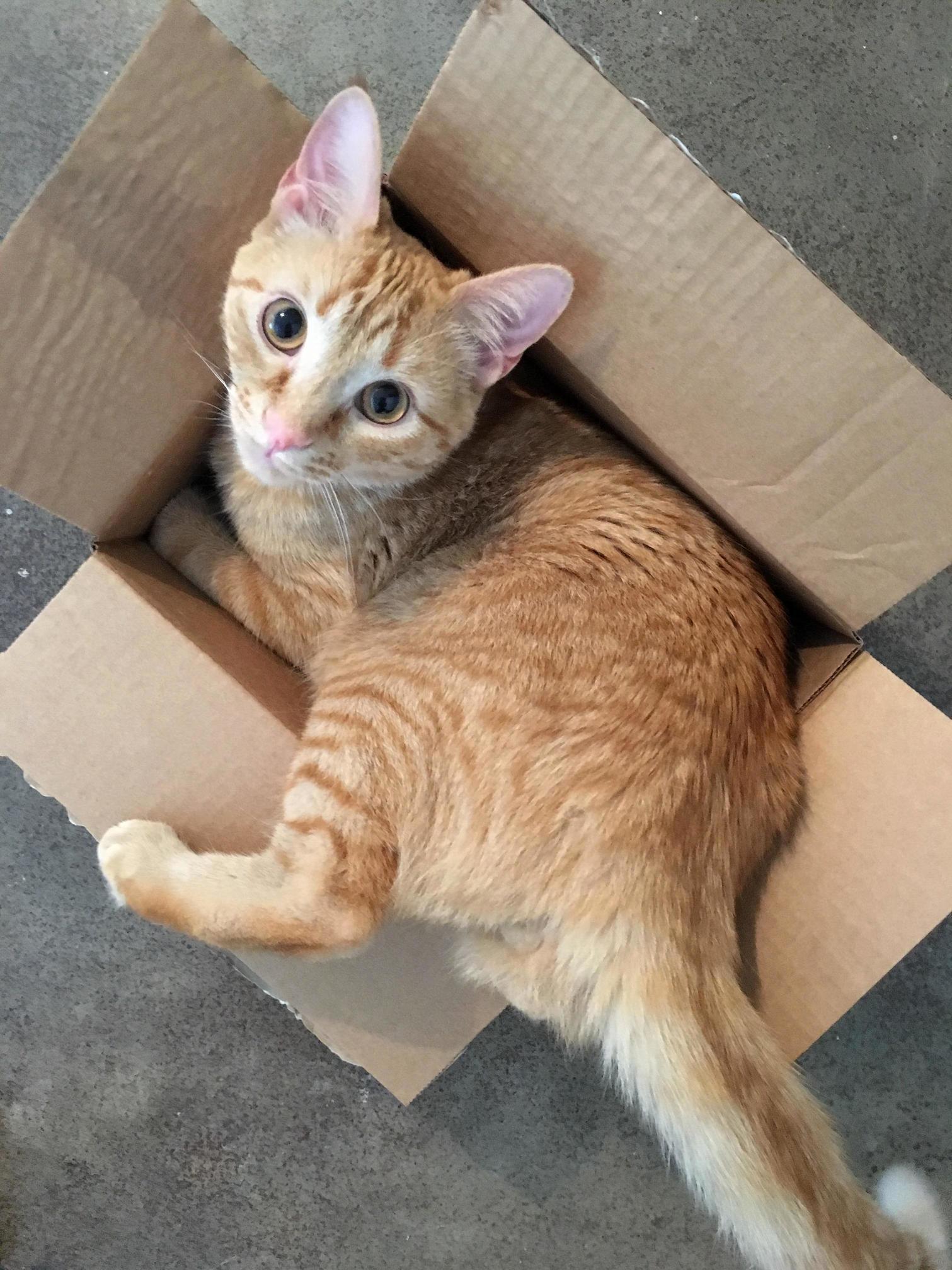 What No, I Havent Been Eating Too Many Treats! This Box Was Always a Little Snug!