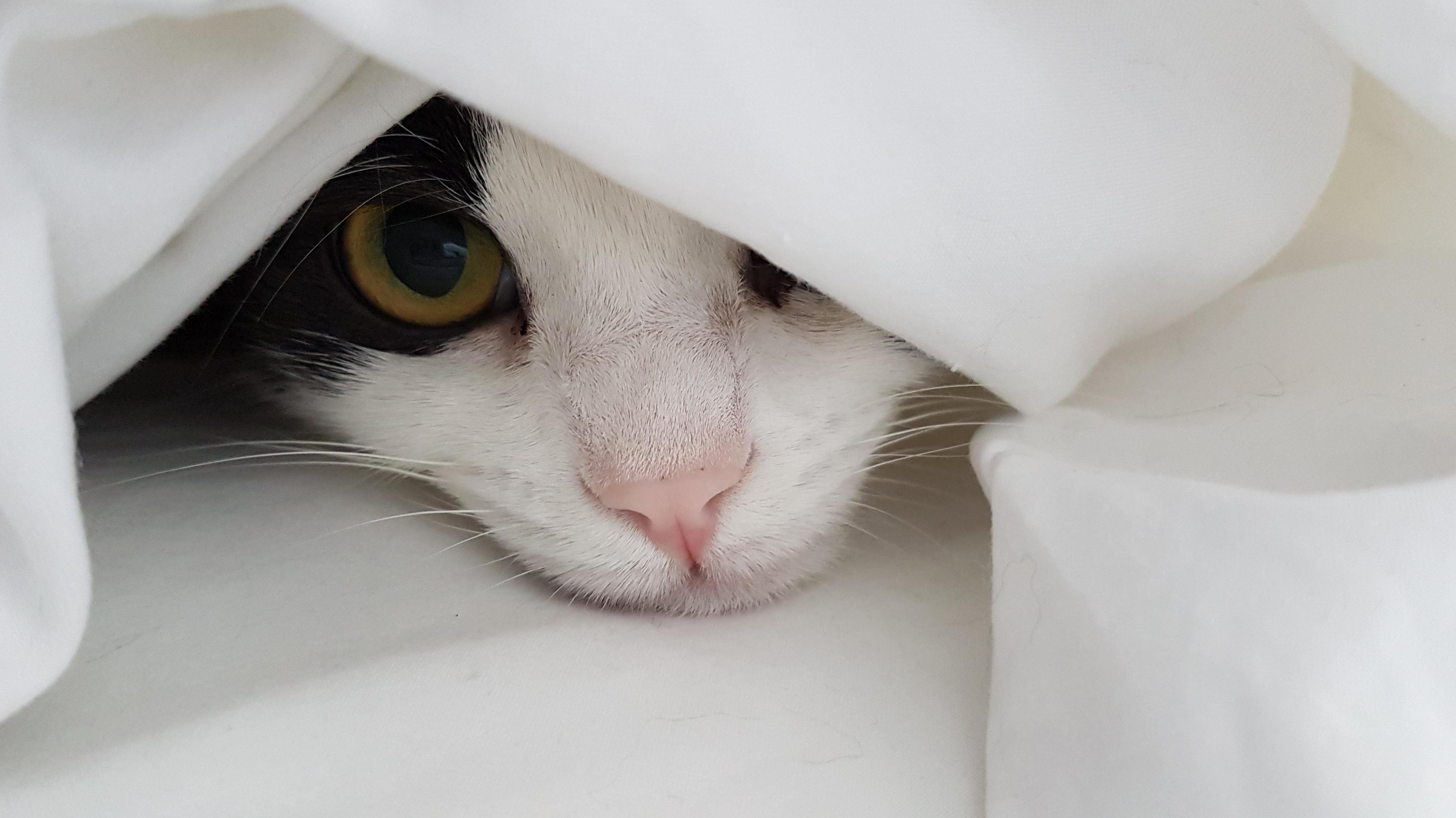 With the Change of Seasons I Found Her Napping in a Cozier Spot.