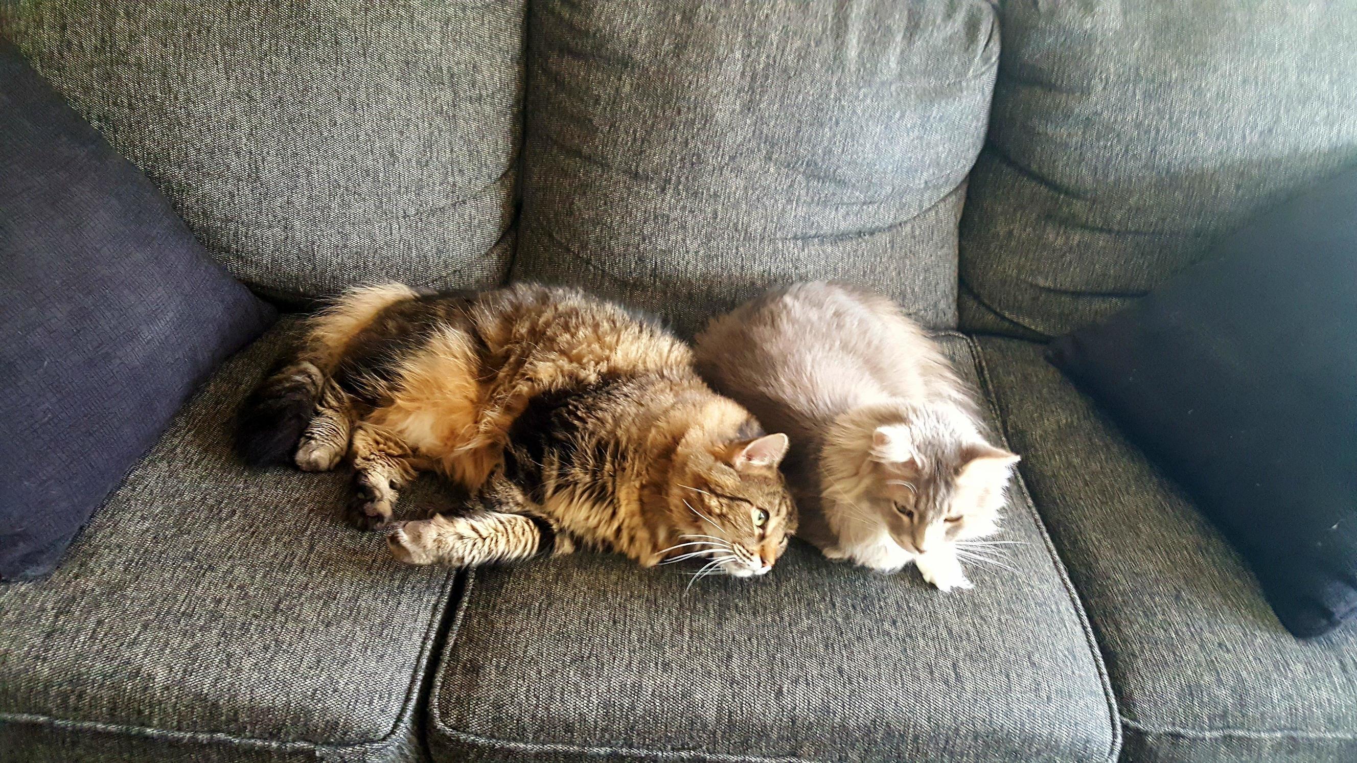 You Would Almost Think Theyre Litter Mates