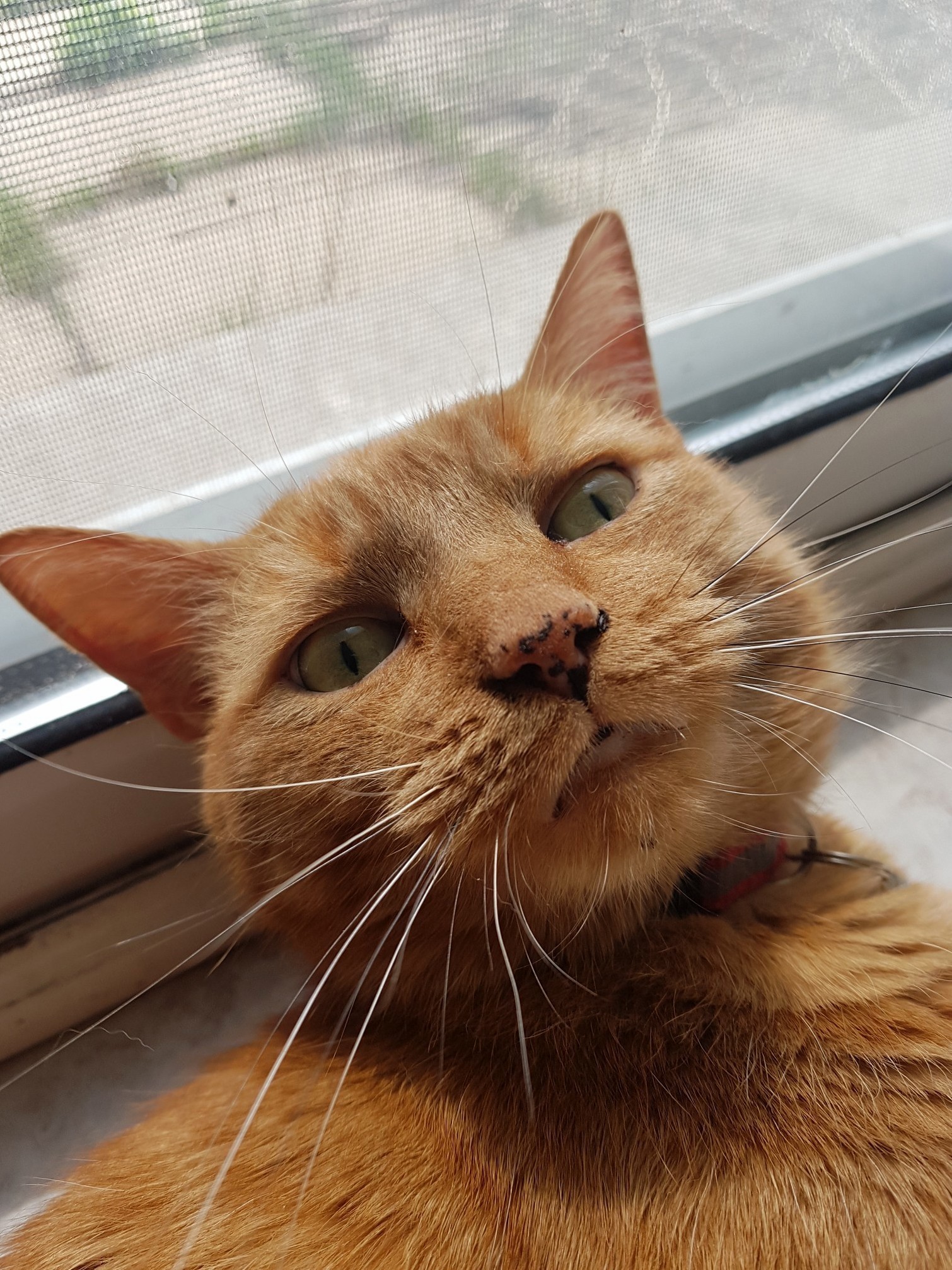 Zeus Frontcam Angle