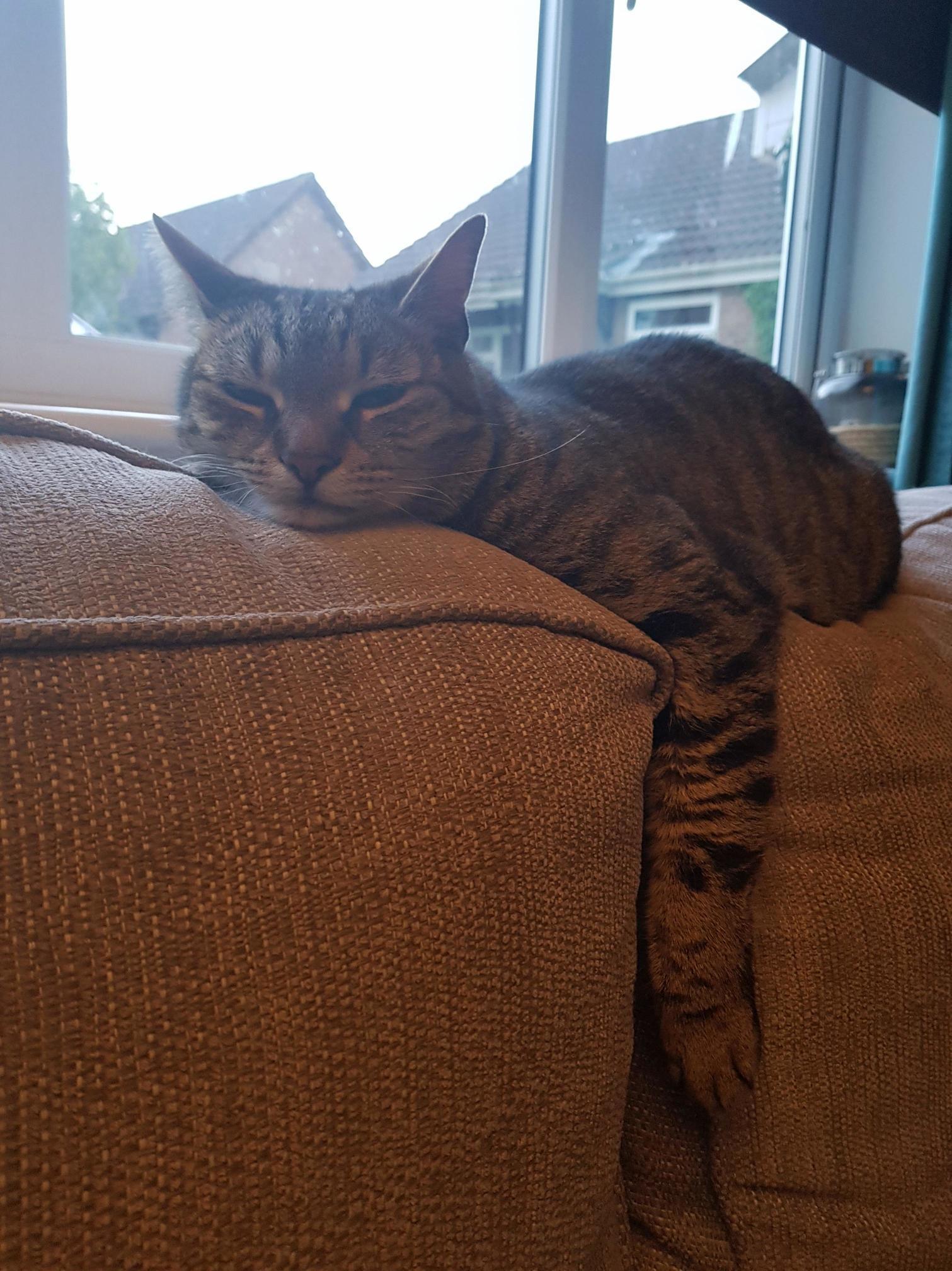 Zeus Just Chillin..