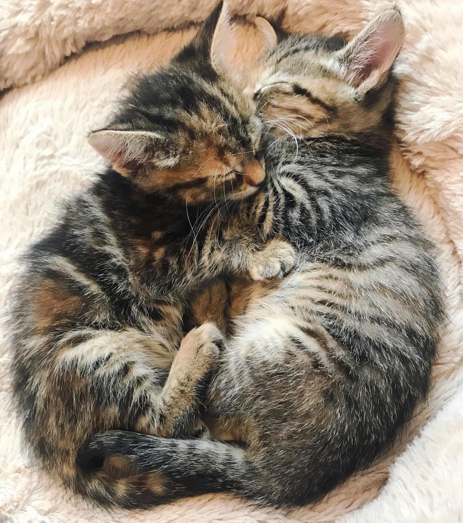 {Foster Update} Sleepy at 6 Weeks Old, Still Inseparable of Course. I Really Hope Theyre Adopted Together!