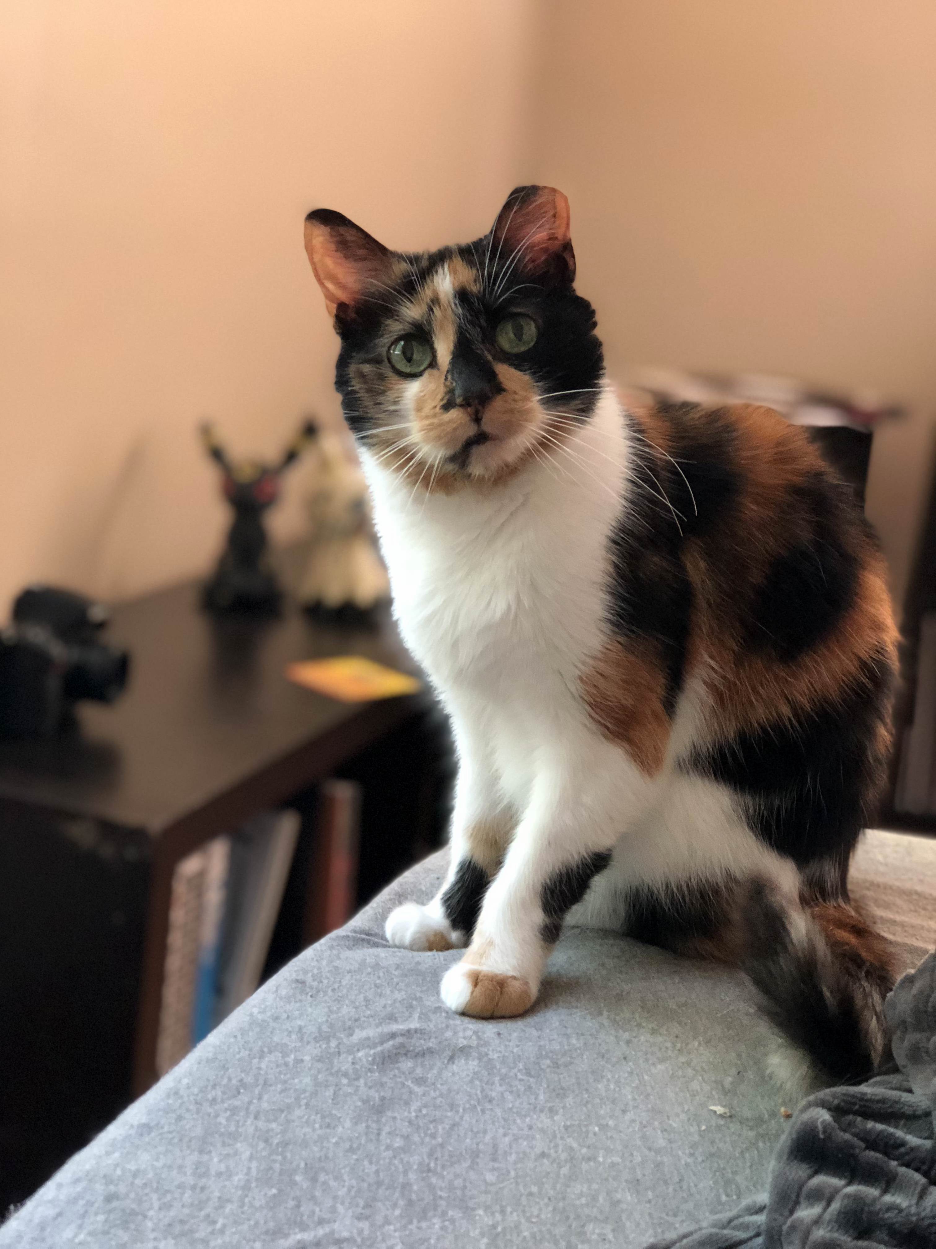 (Reluctant) Feral Kitty Love for Over a Decade