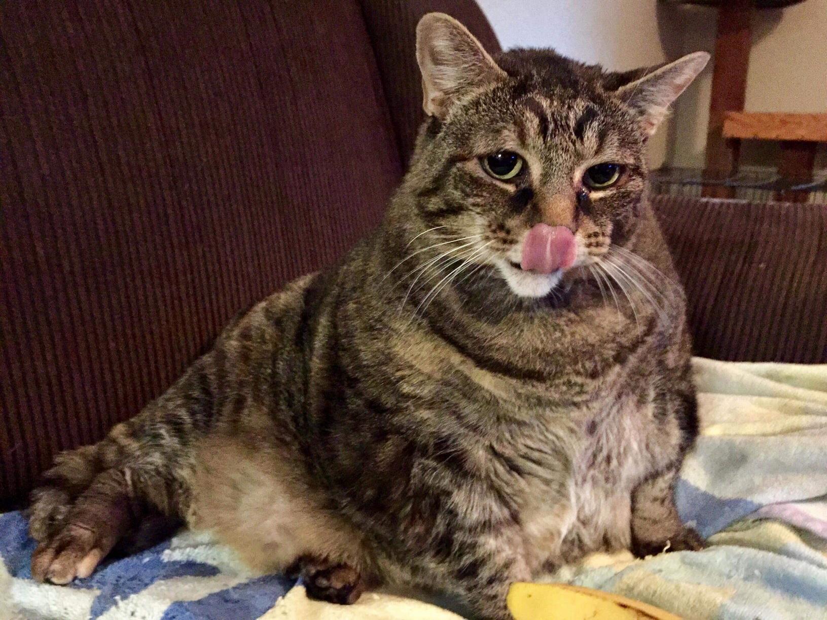 Smokey Lost 5 Pounds! Rescued from a Kill Shelter by Humane Society of Stanislaus County! She Still Has a Long Way to Go but She Is Such a Sweet Kitty!