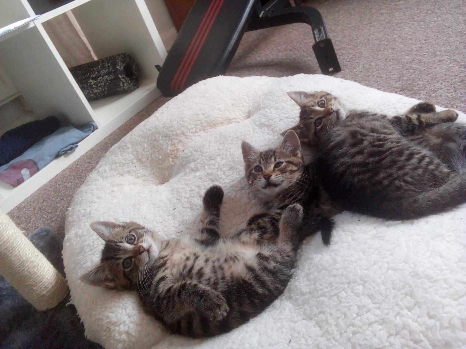 3 Little Blobs of Joy
