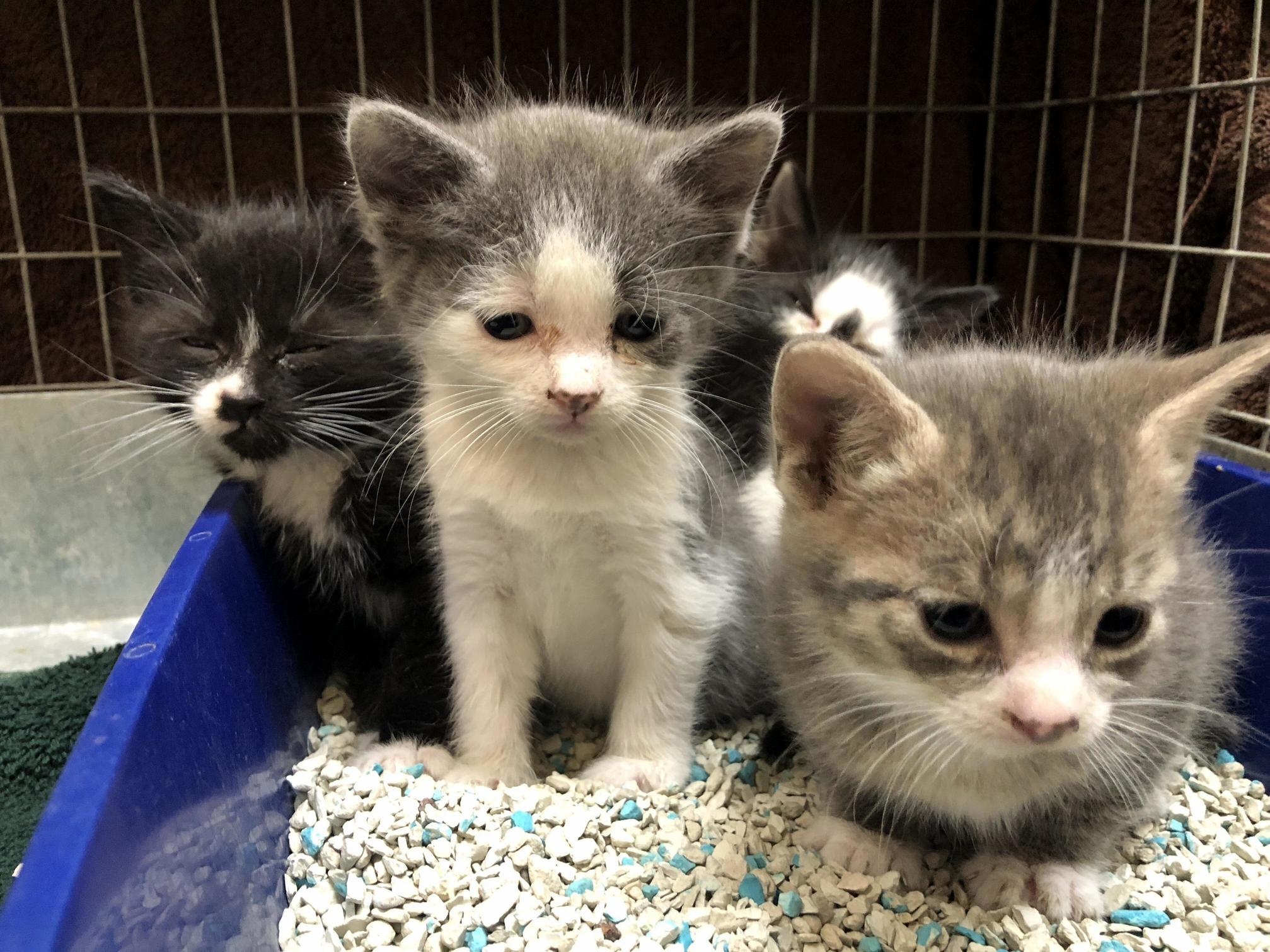 4-week Old Fosters....so Much Awww