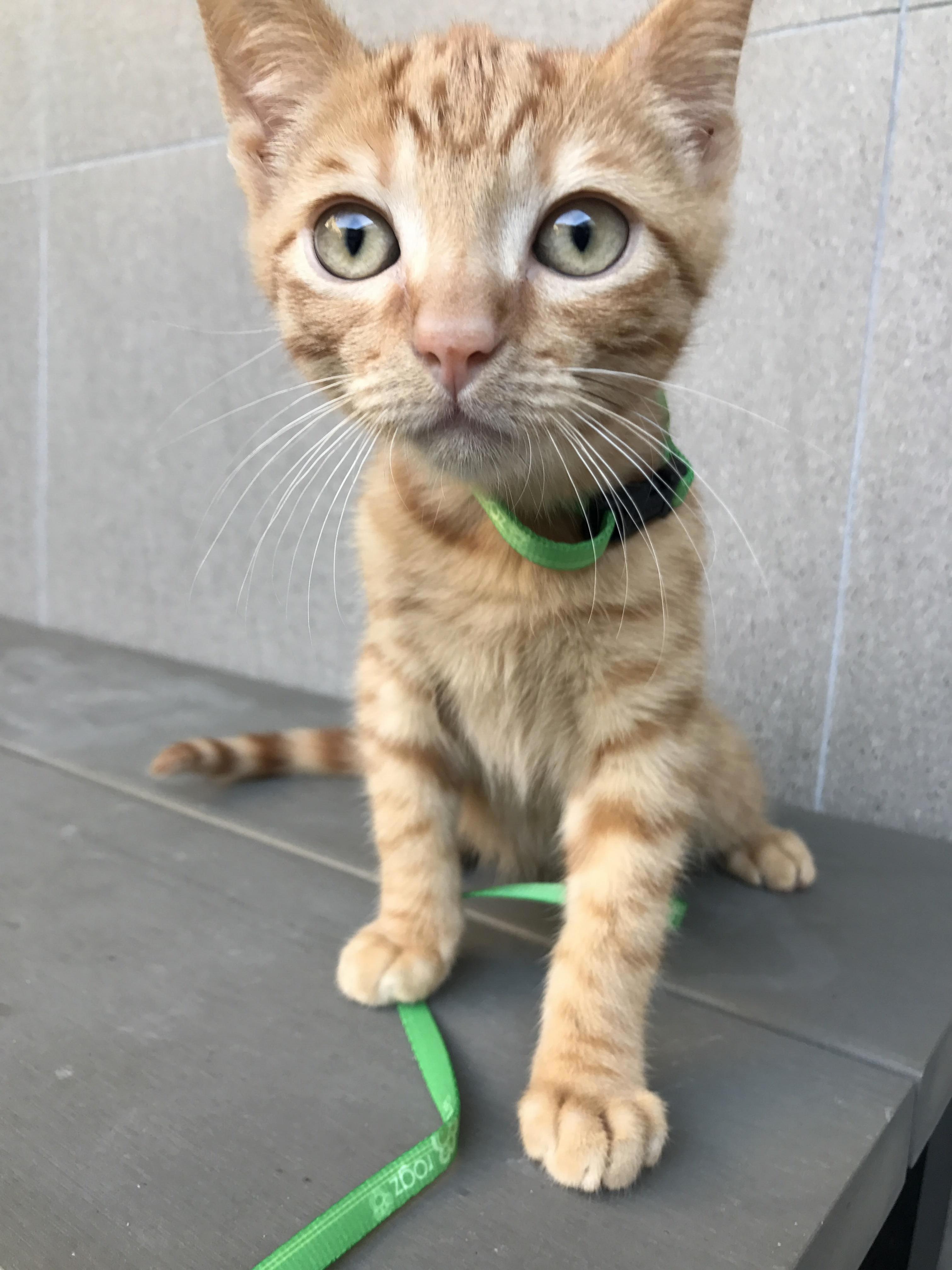 5 Spices First Proper Walk, Around Our Buildings Rooftop Pool Area. He Loved Sniffing Everything, but Didnt Stray Far from His Mamas Side!