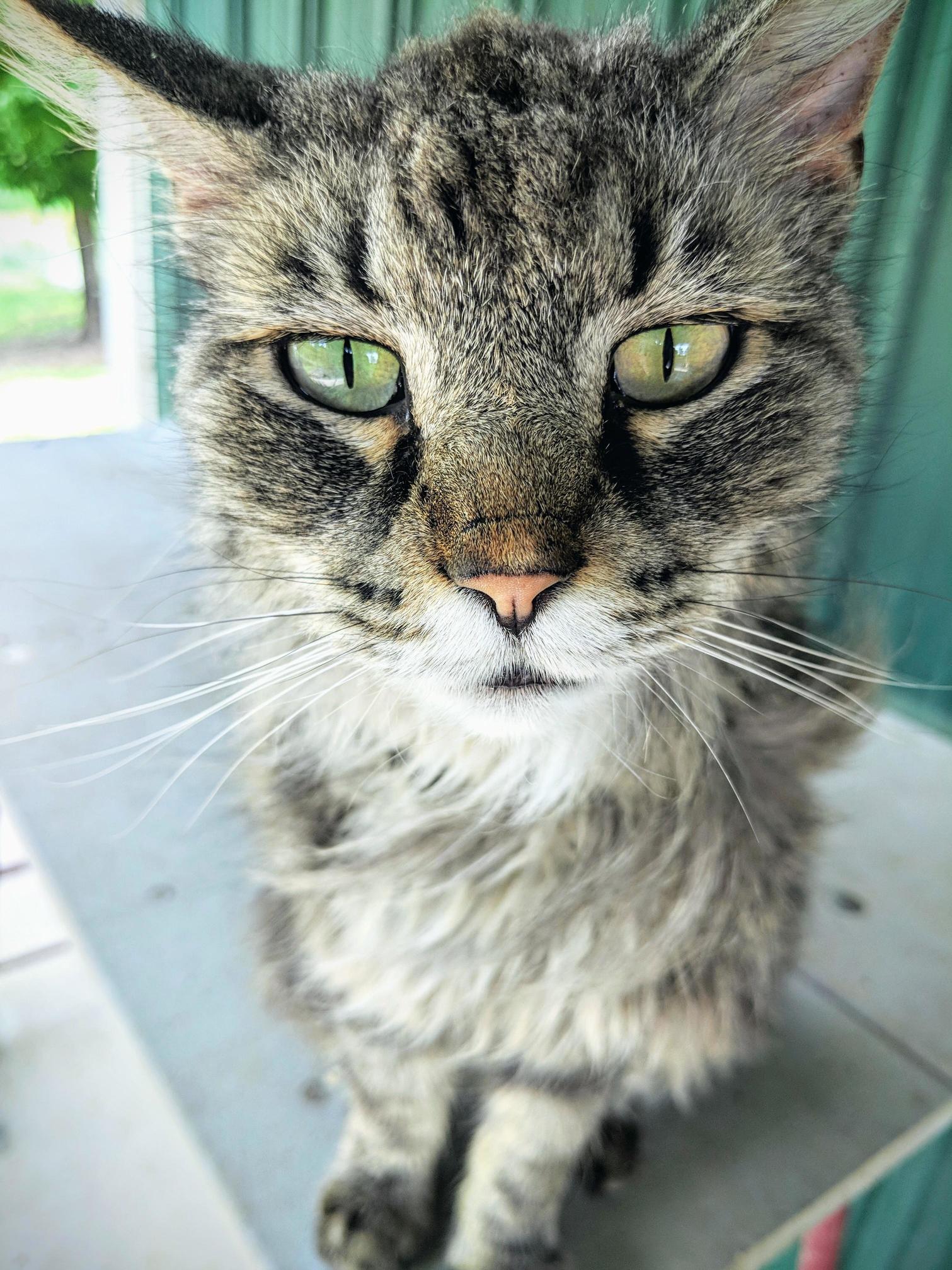 A Handsome Old Man