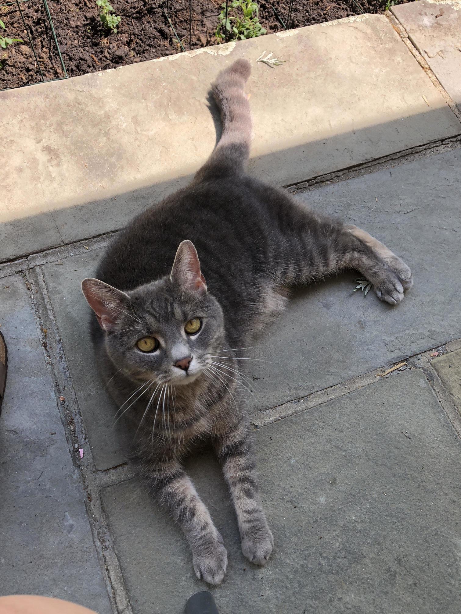 A Little Fresh Air Does an Indoor Kitty Good