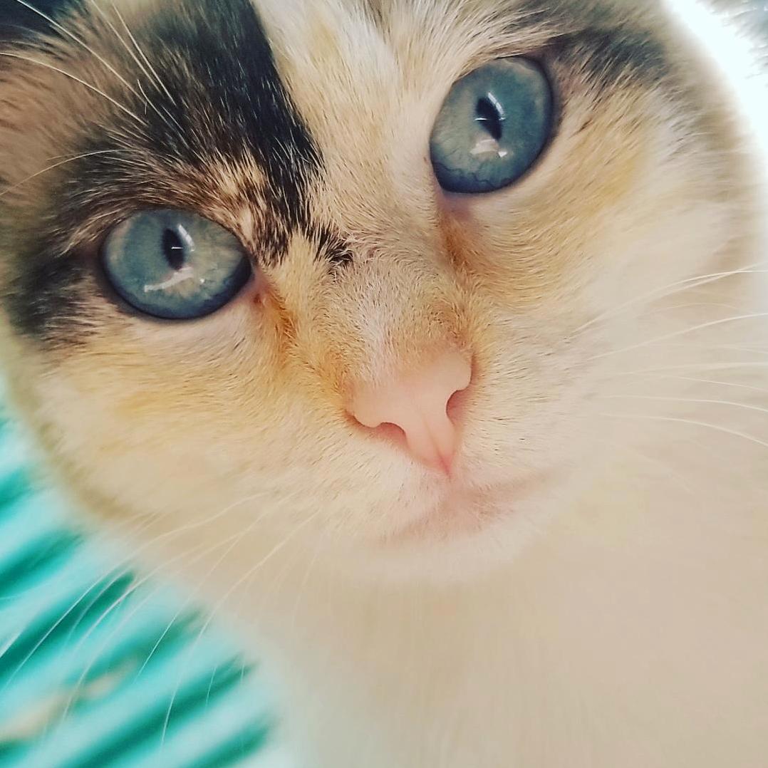 A Short, Incomplete List of Names for My Cat Isadora Duncan, Isa, Izzie, Bub, Bud, Bug, Bugaboo, Mango, Chicken and Cookie Face.
