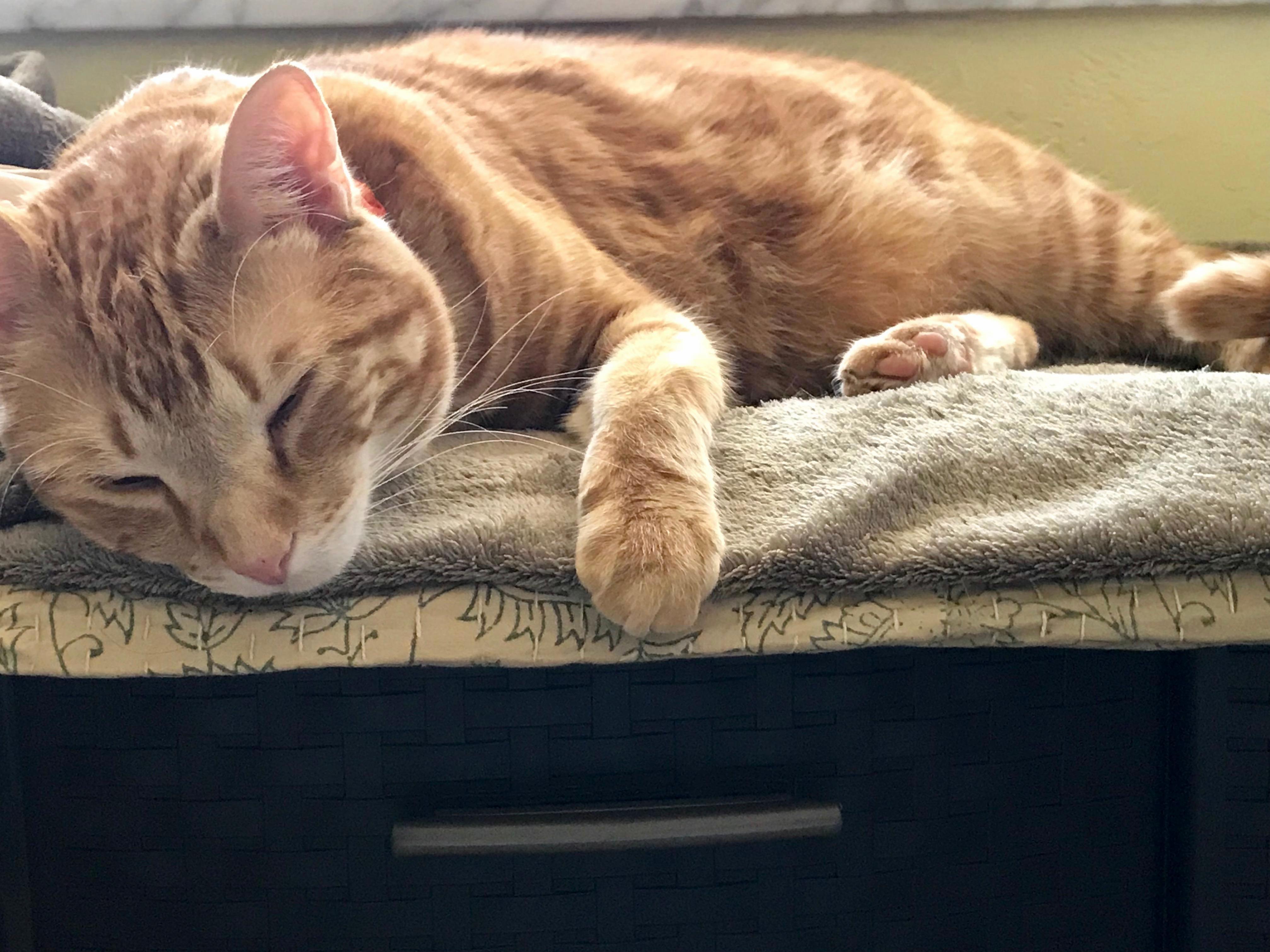 A cat curled up napping in a sunny spot